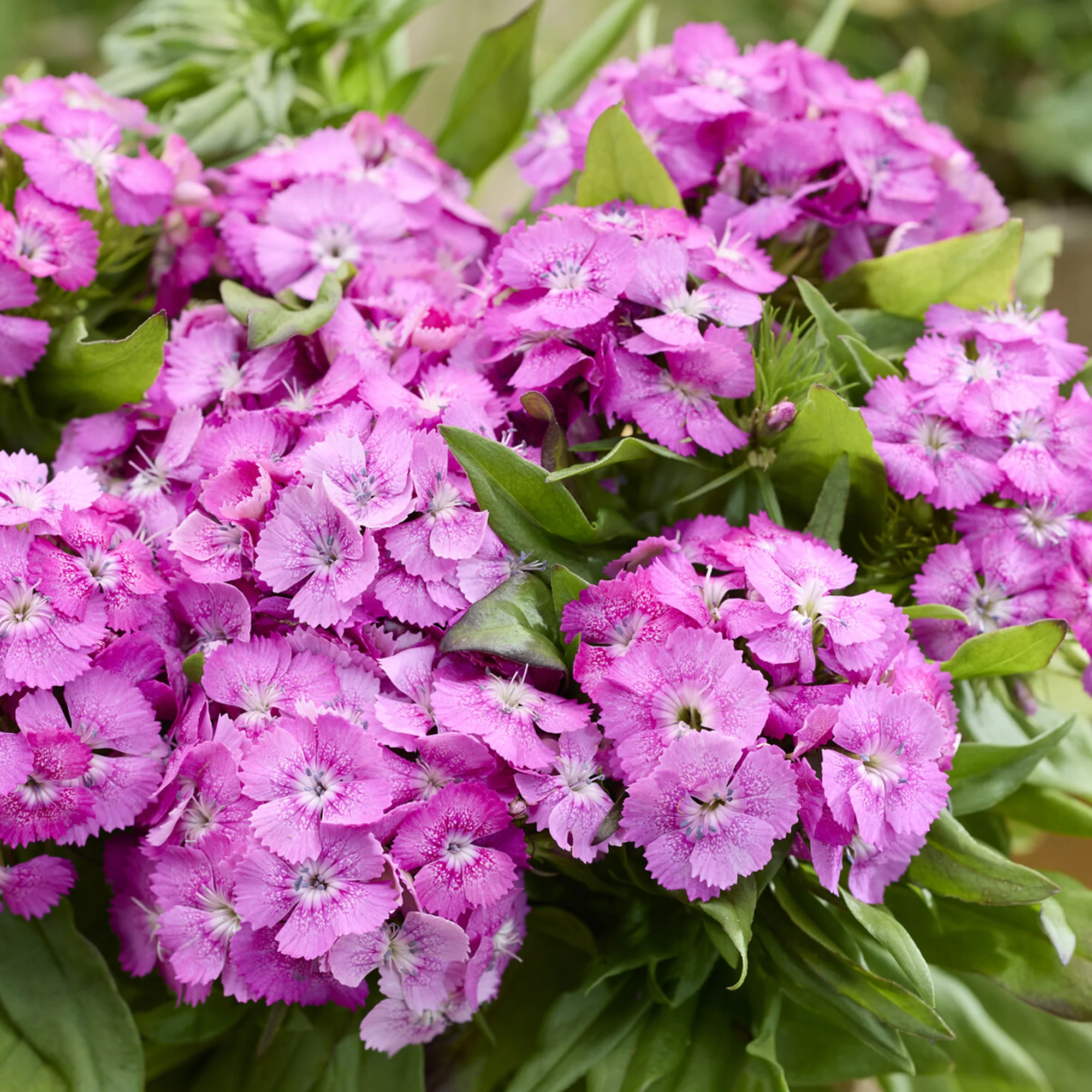 Roze Dichteres Anjer - Image 3