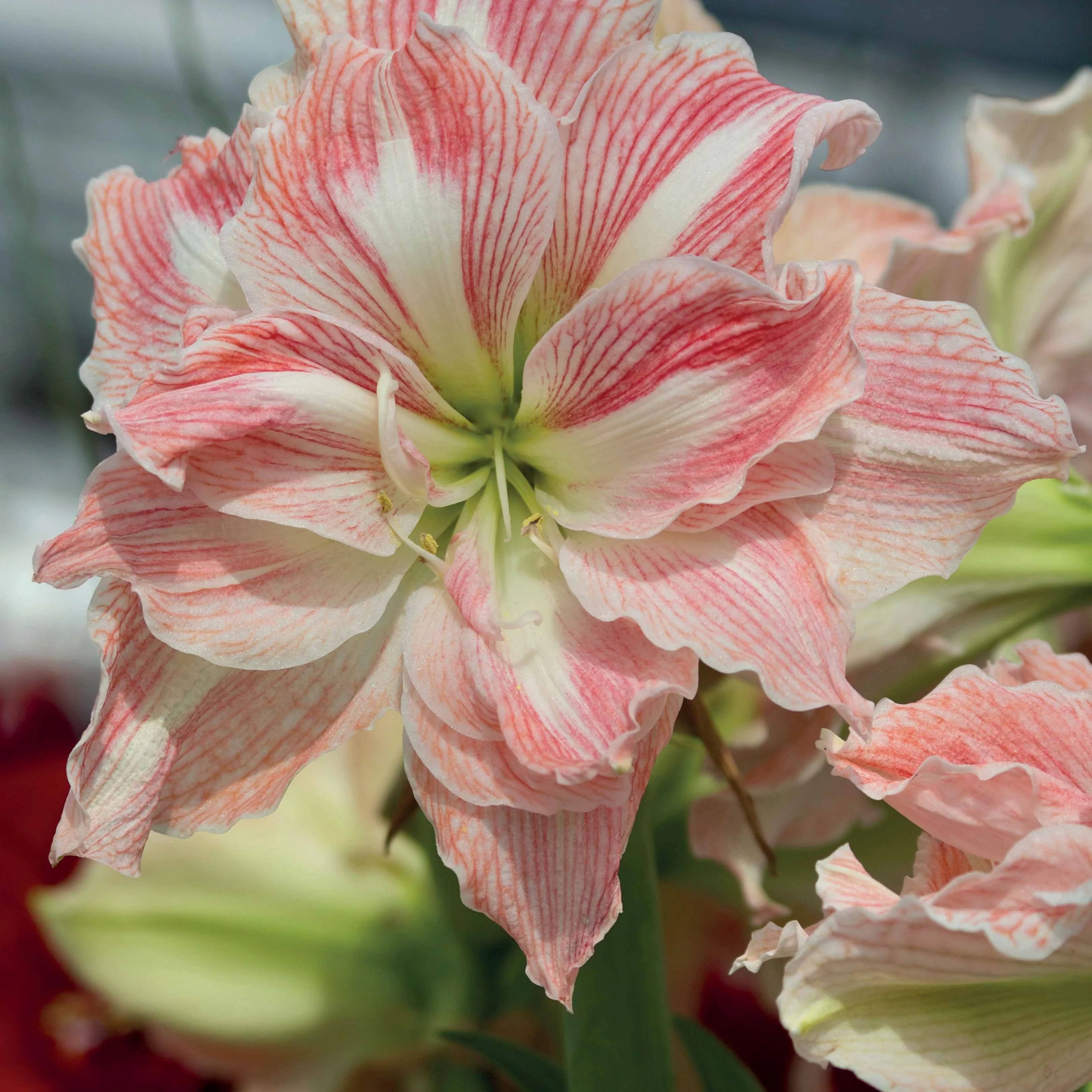 Roze en witte amaryllis Mix - Image 2