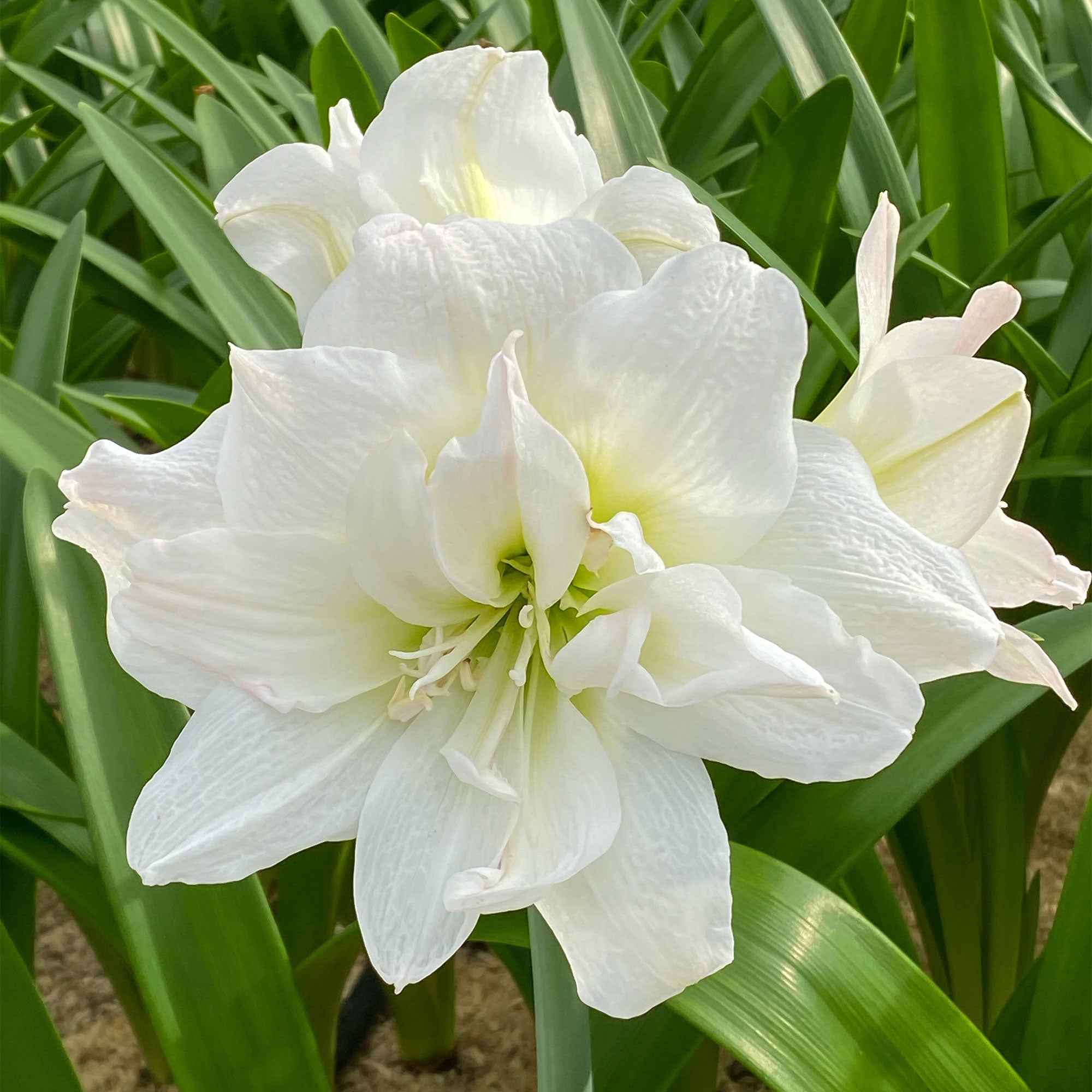 Roze en witte amaryllis Mix - Image 3