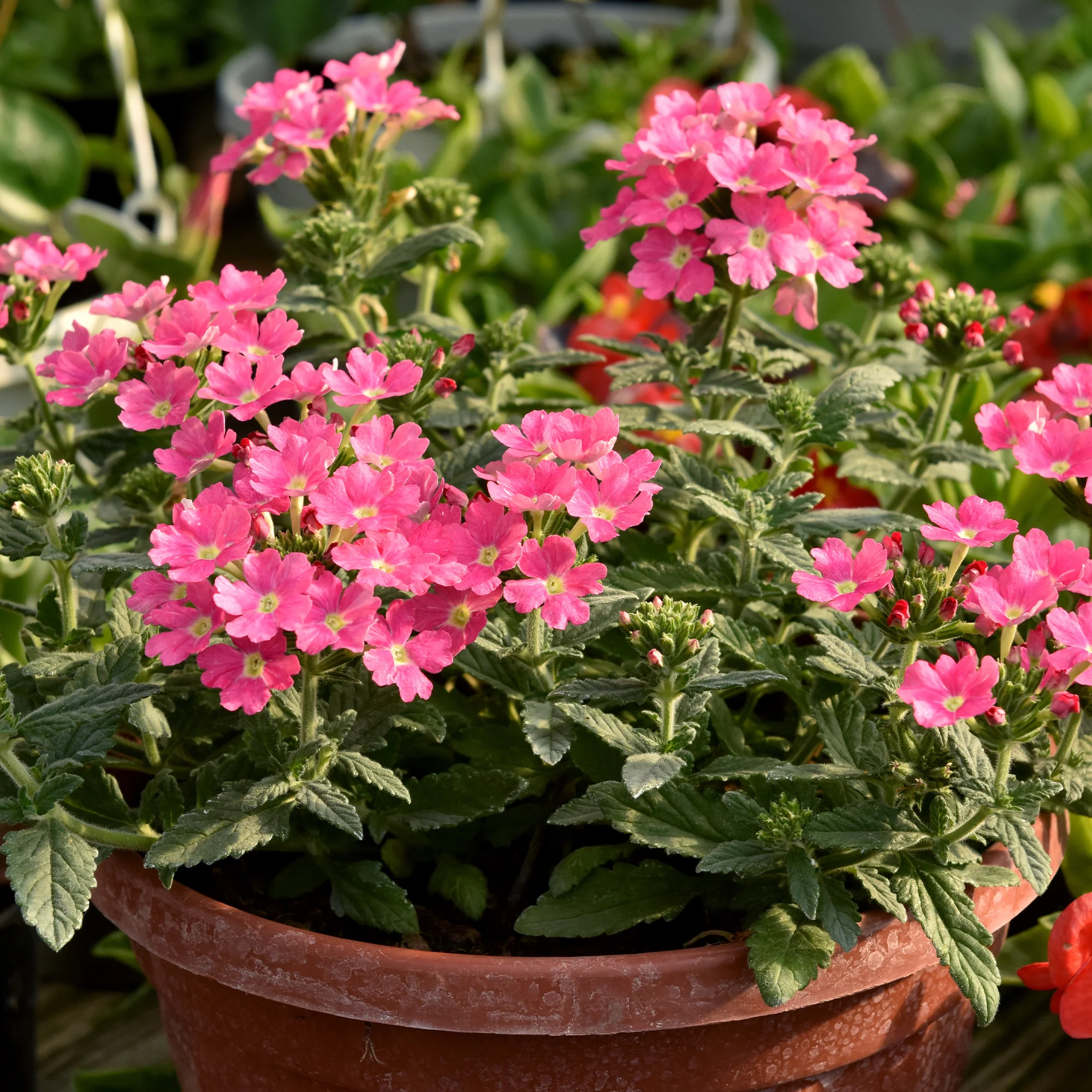 Roze hangende verbena - Ijzerhard