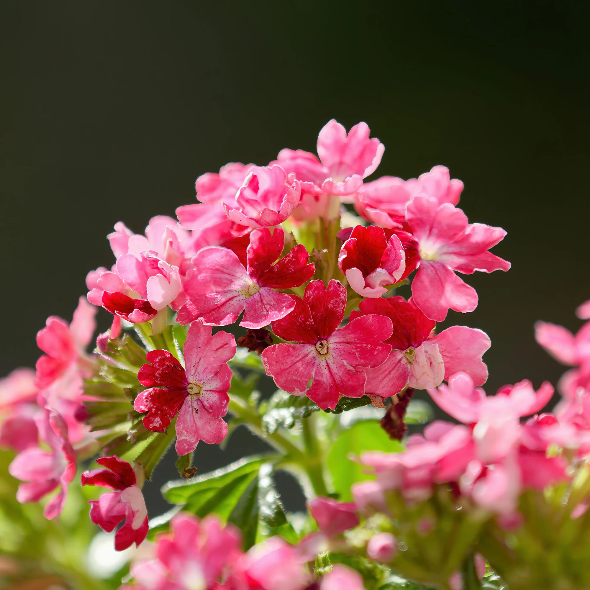 Roze hangende verbena - Ijzerhard - Image 2