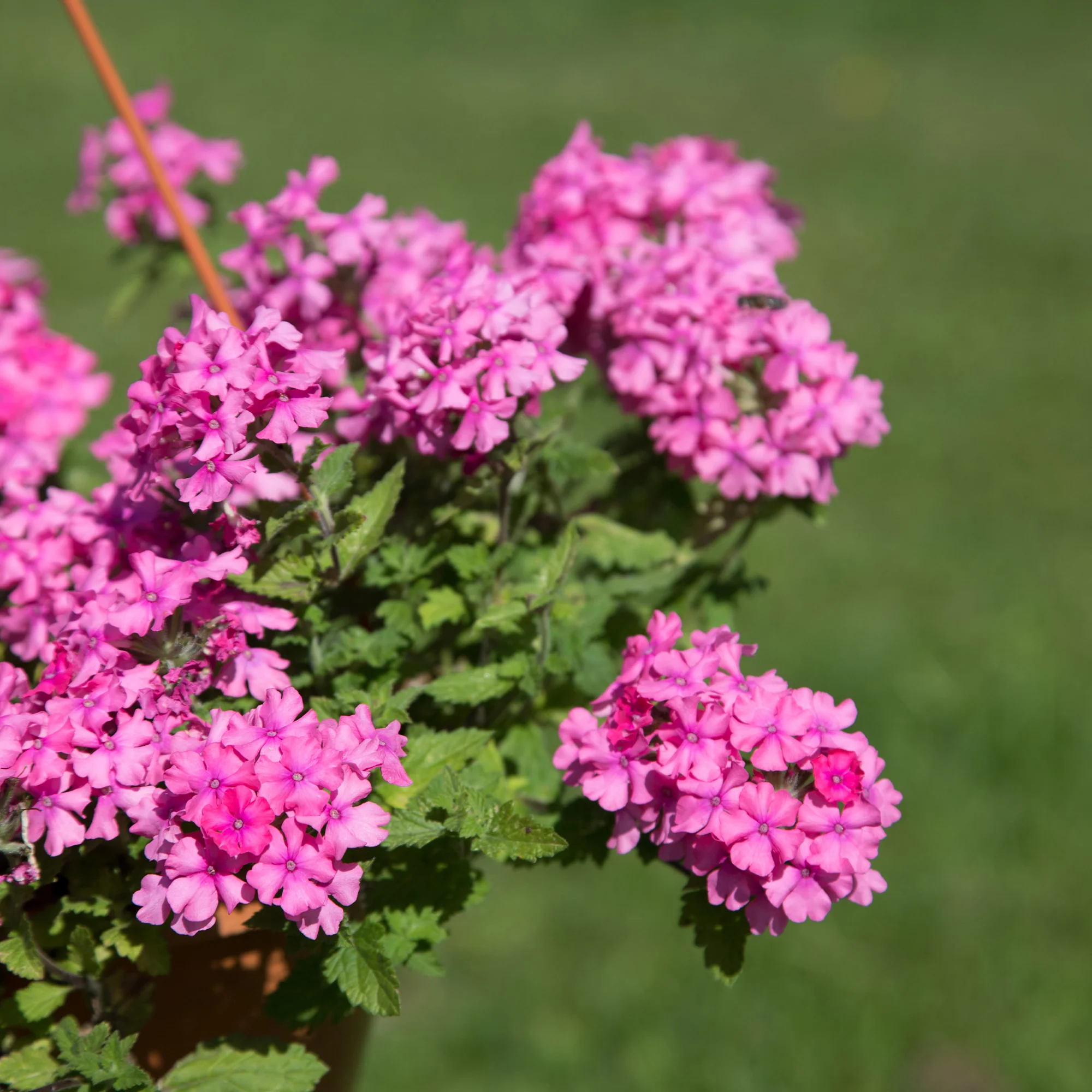 Roze hangende verbena - Ijzerhard - Image 3