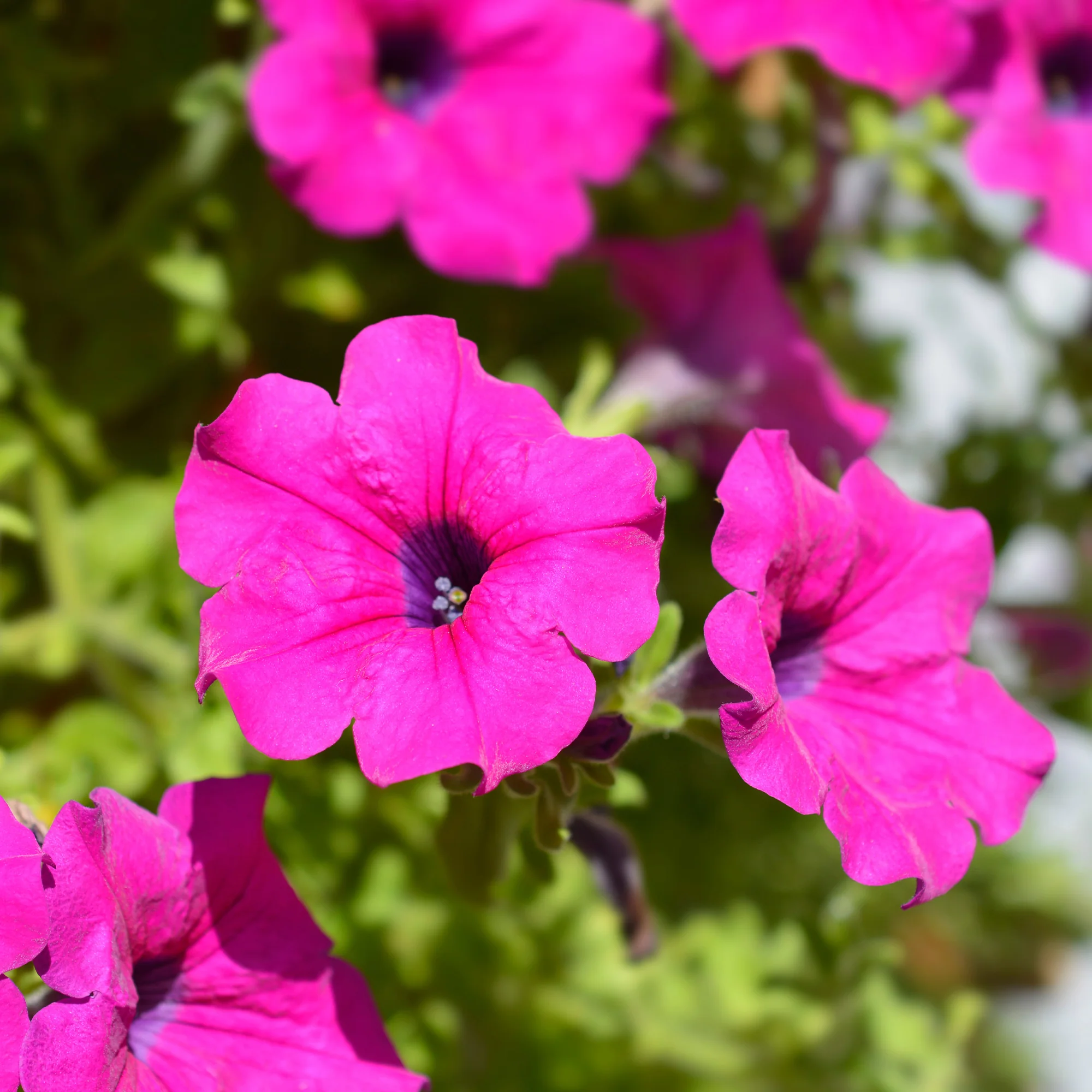 Roze hangpetunia - Image 2