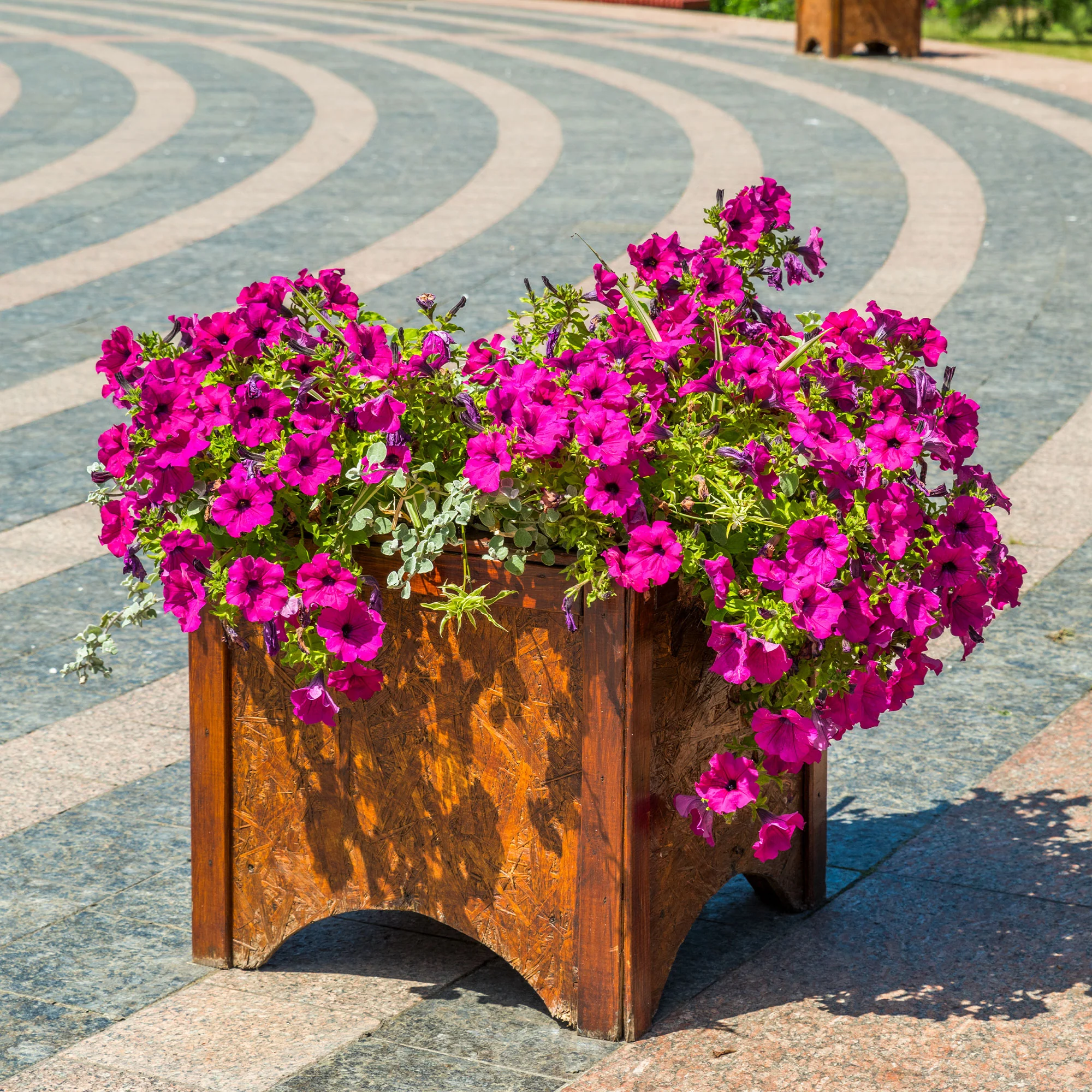 Roze hangpetunia - Image 3