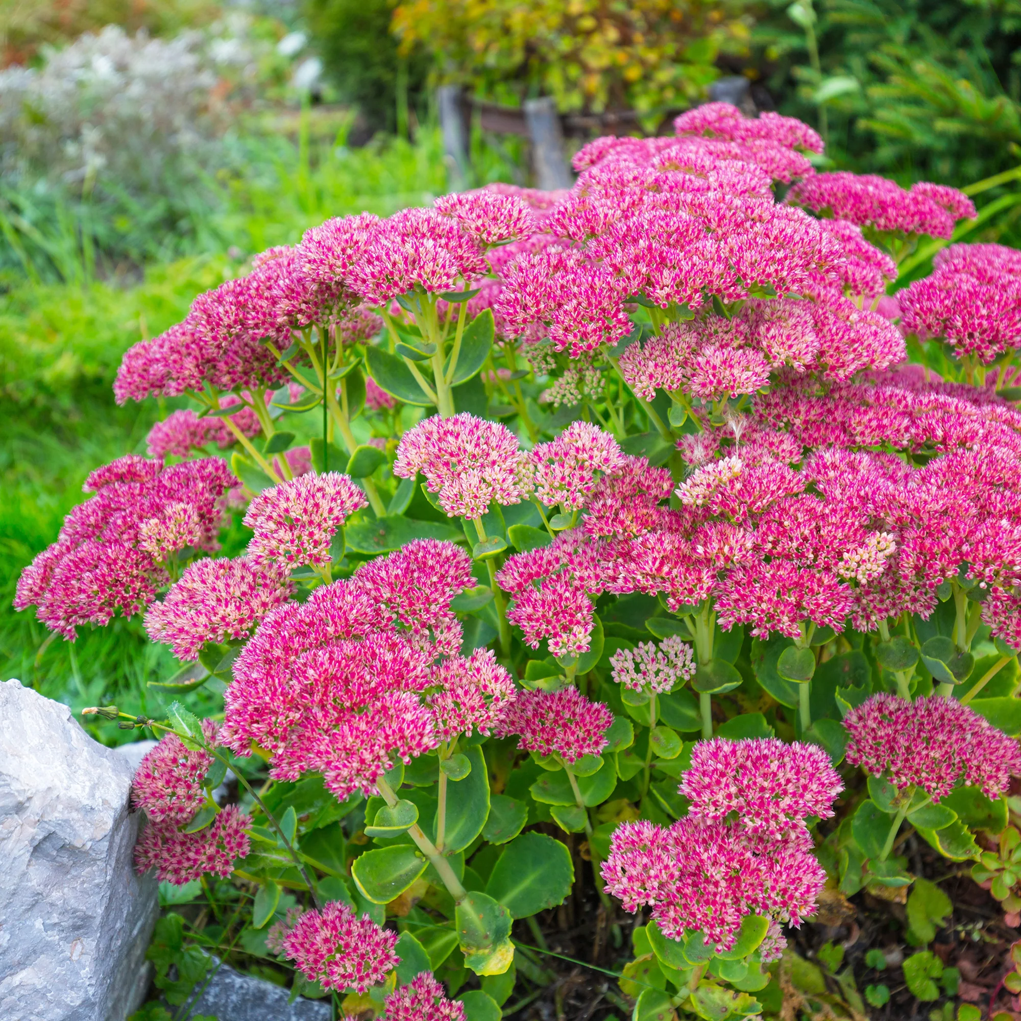 Roze hemelsleutel