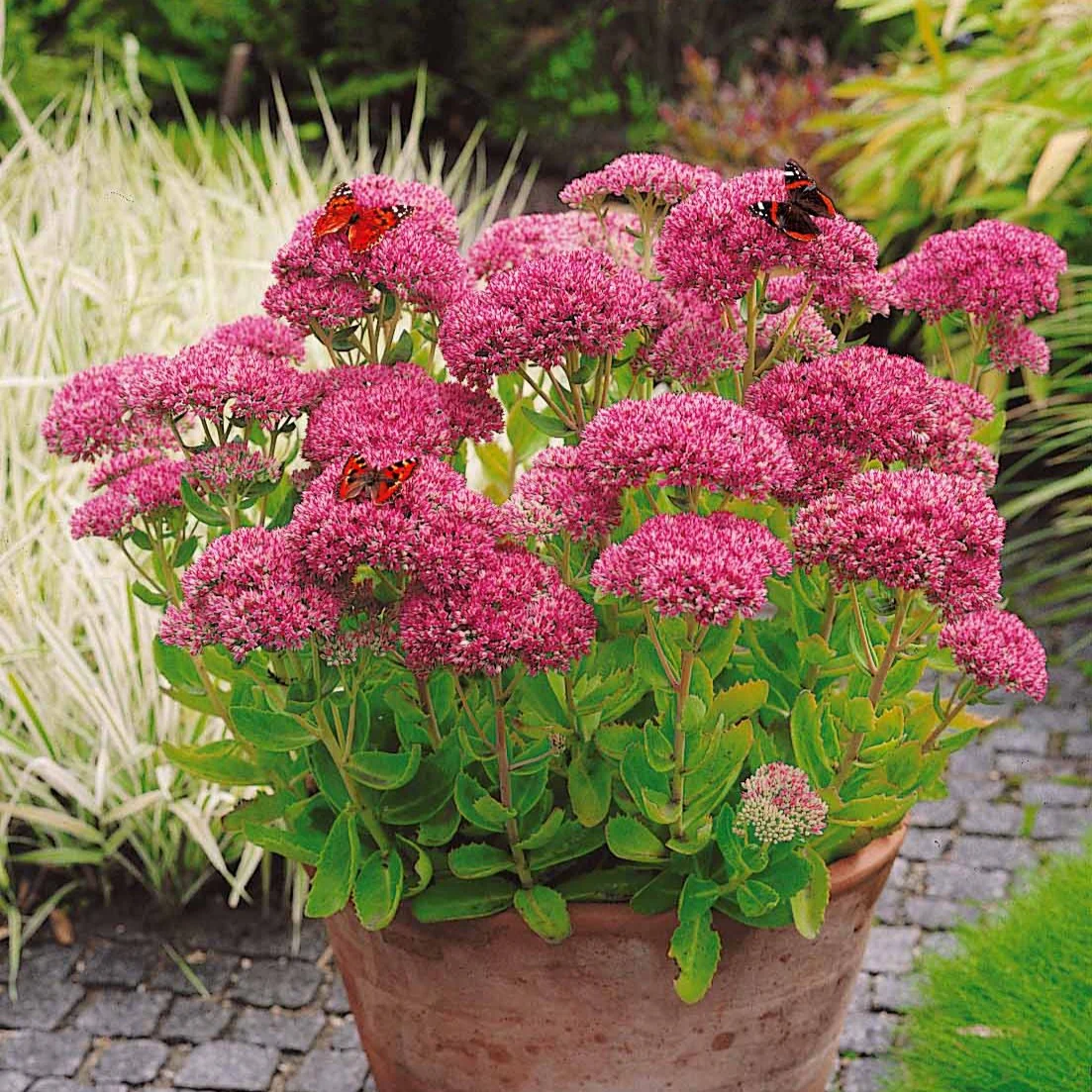 Roze hemelsleutel - Image 2
