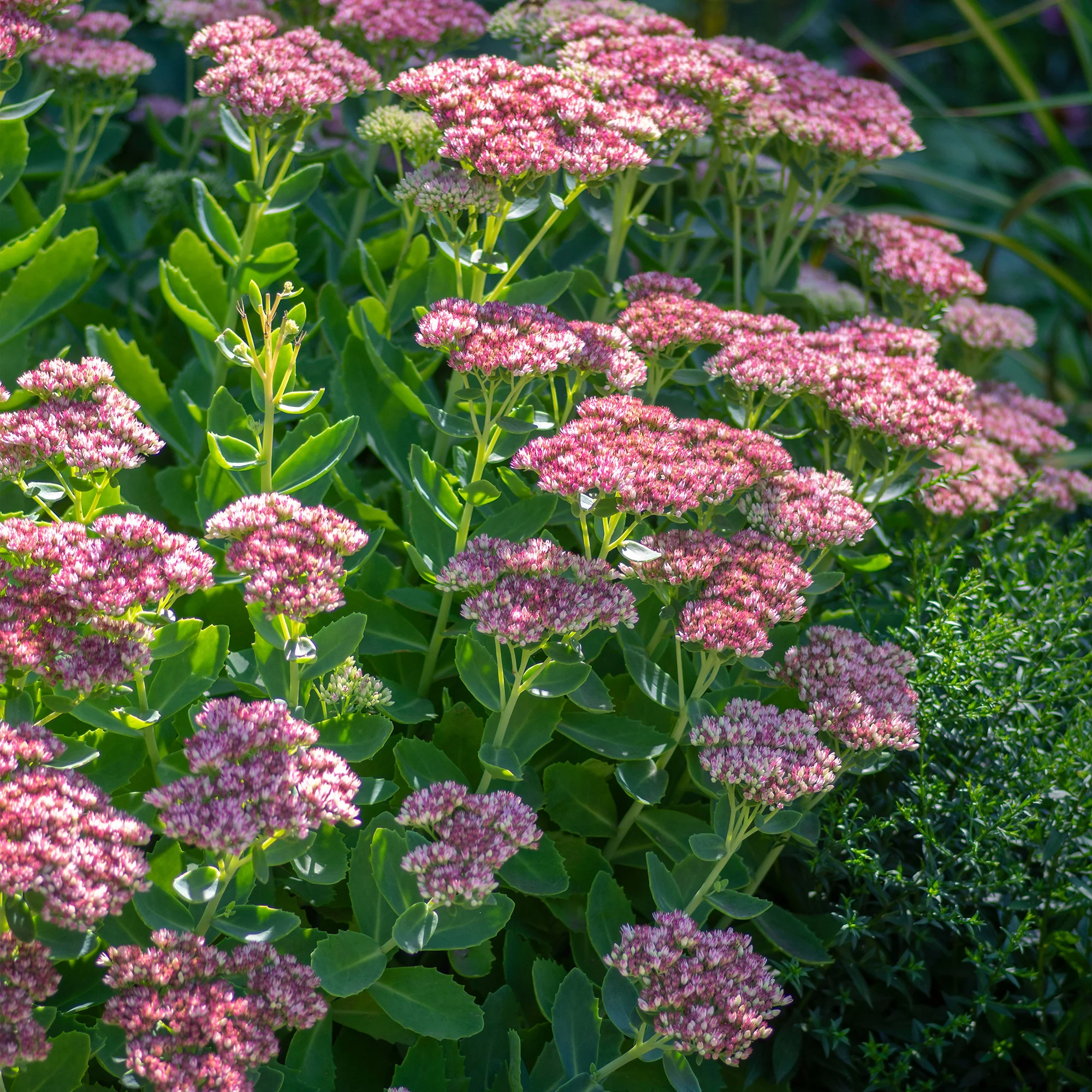 Roze hemelsleutel - Image 3