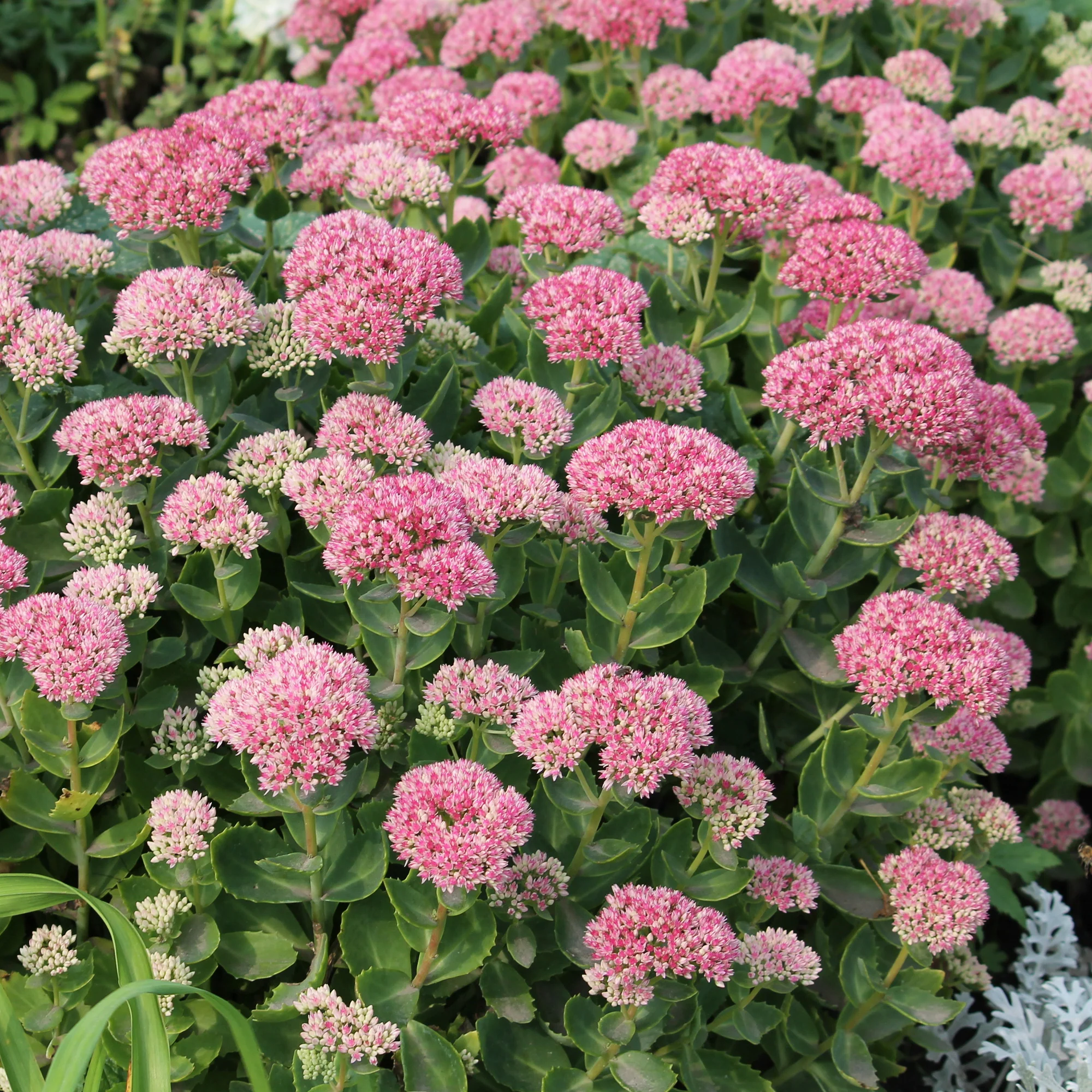 Roze hemelsleutel - Image 4