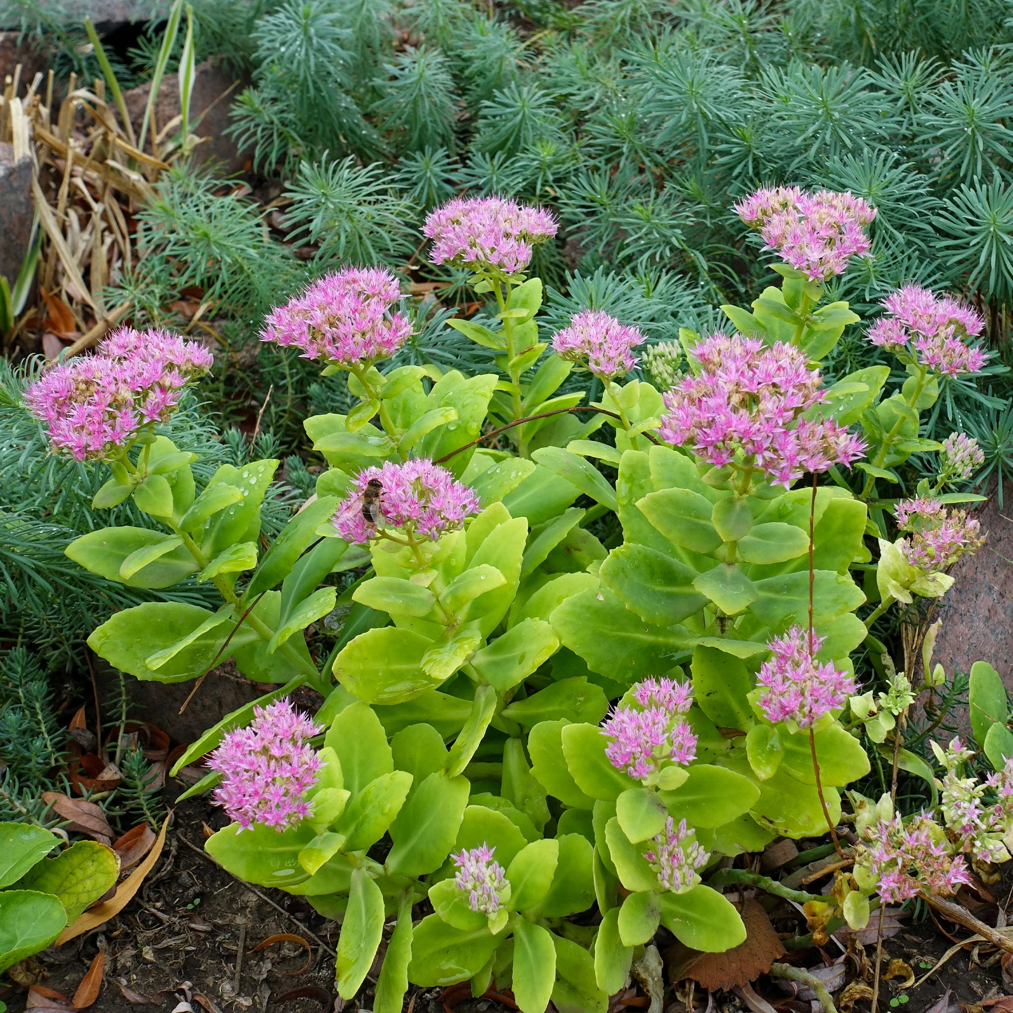 Roze hemelsleutel - Image 5