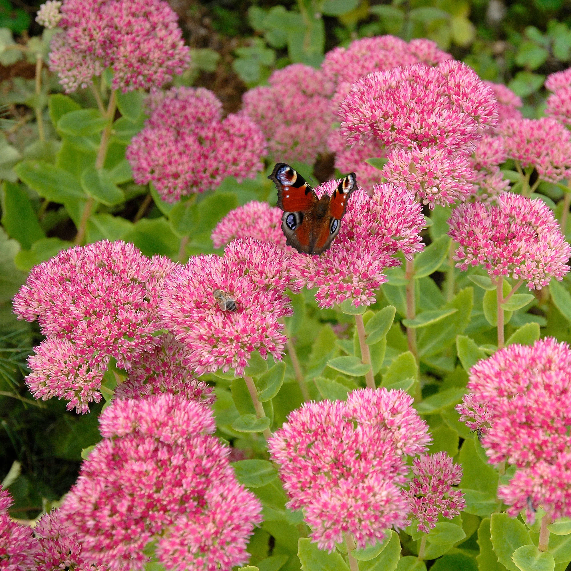 Roze hemelsleutel - Image 6