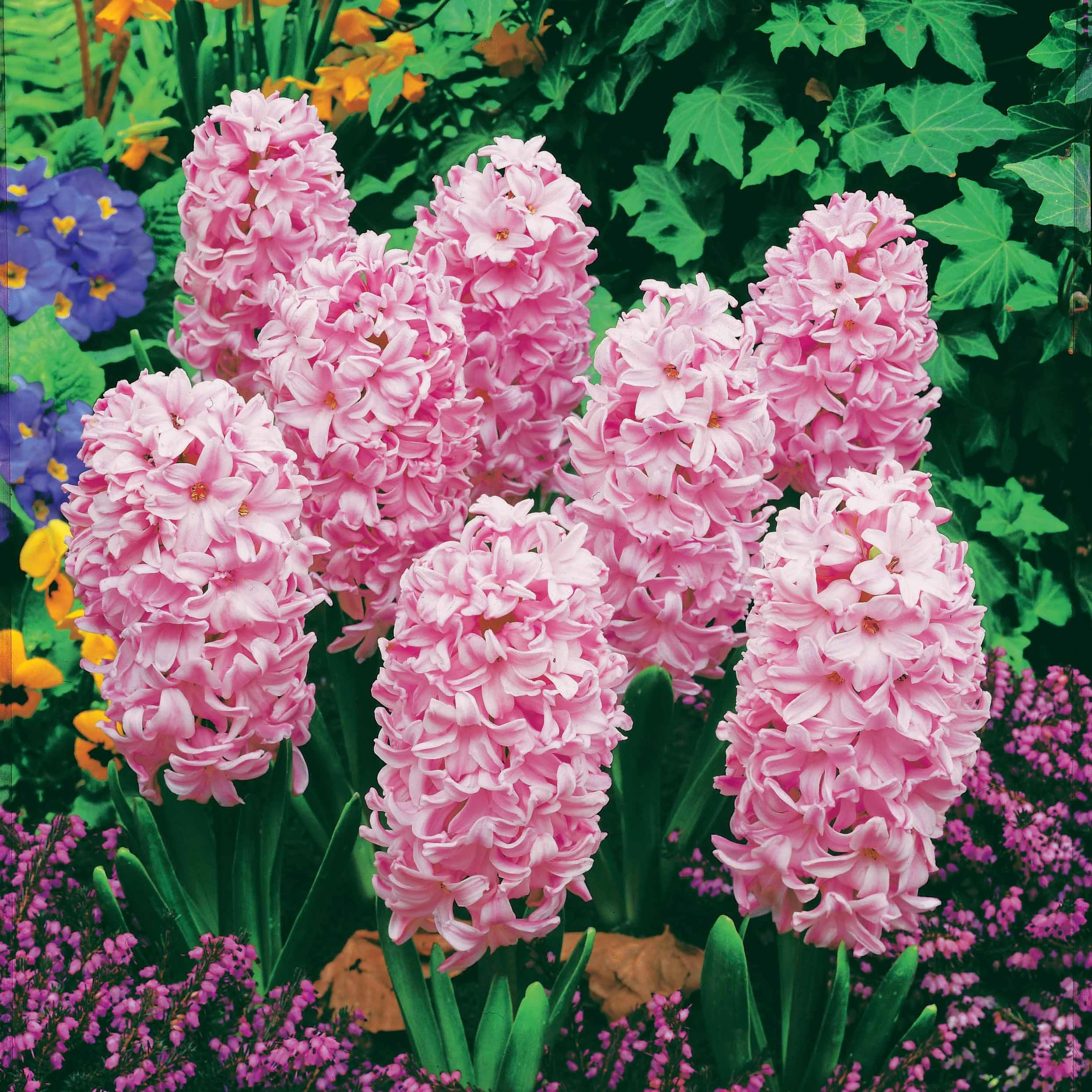 Roze Hyacinthen (x3) - Image 3
