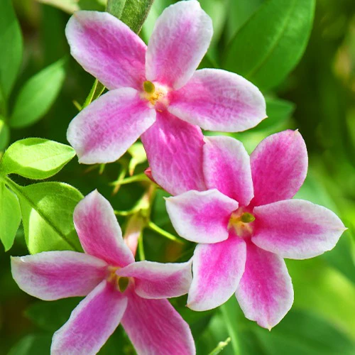 Roze Jasmijn Summer Scent - Image 2