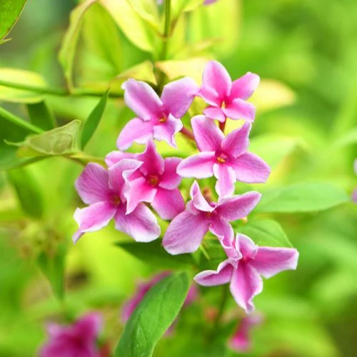 Roze Jasmijn Summer Scent - Image 3
