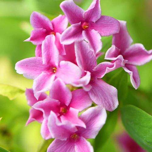 Roze Jasmijn Summer Scent - Image 4