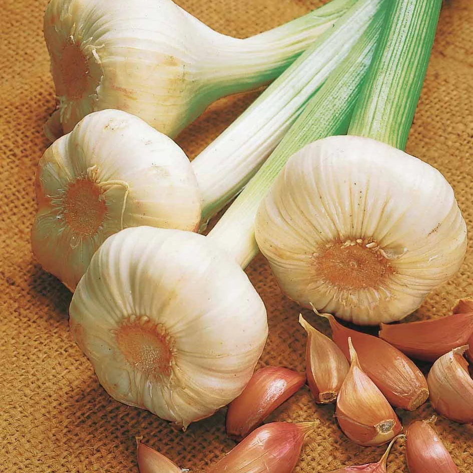 Roze knoflook 'Flavor'