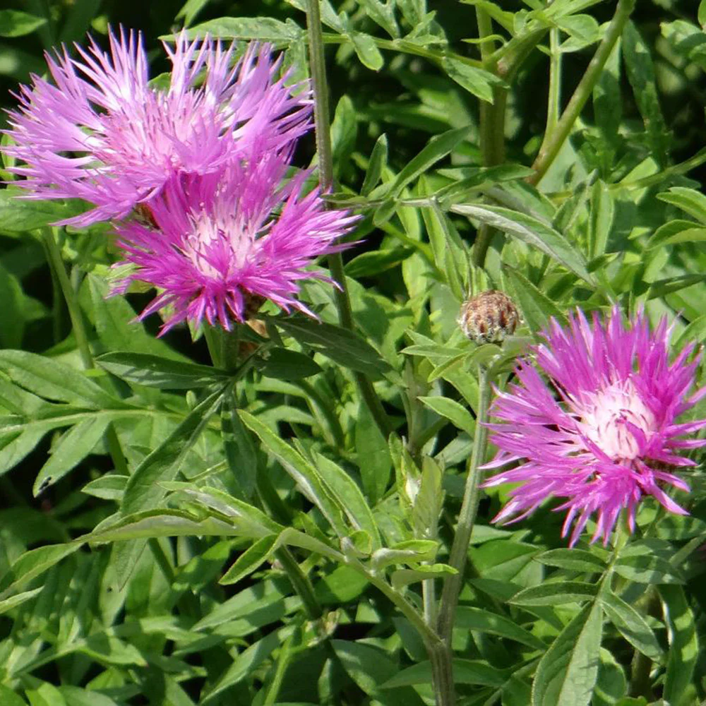 Roze korenbloem