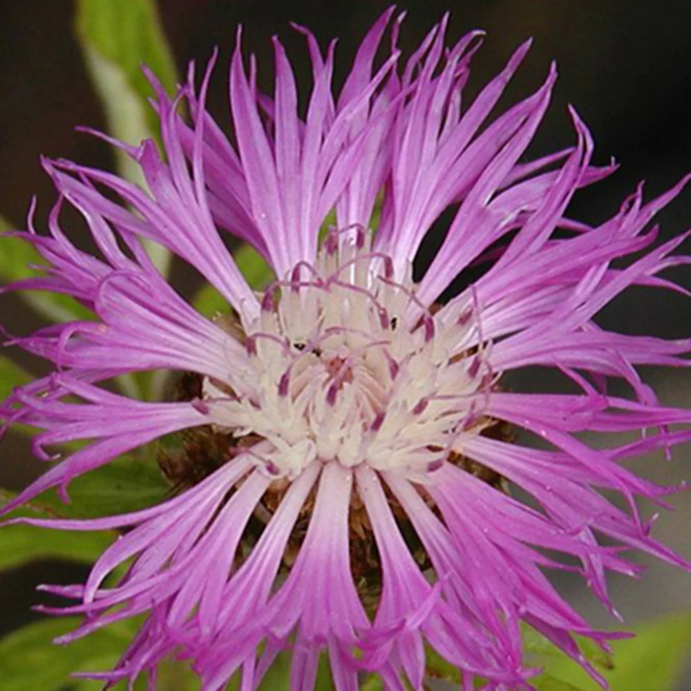 Roze korenbloem - Image 2