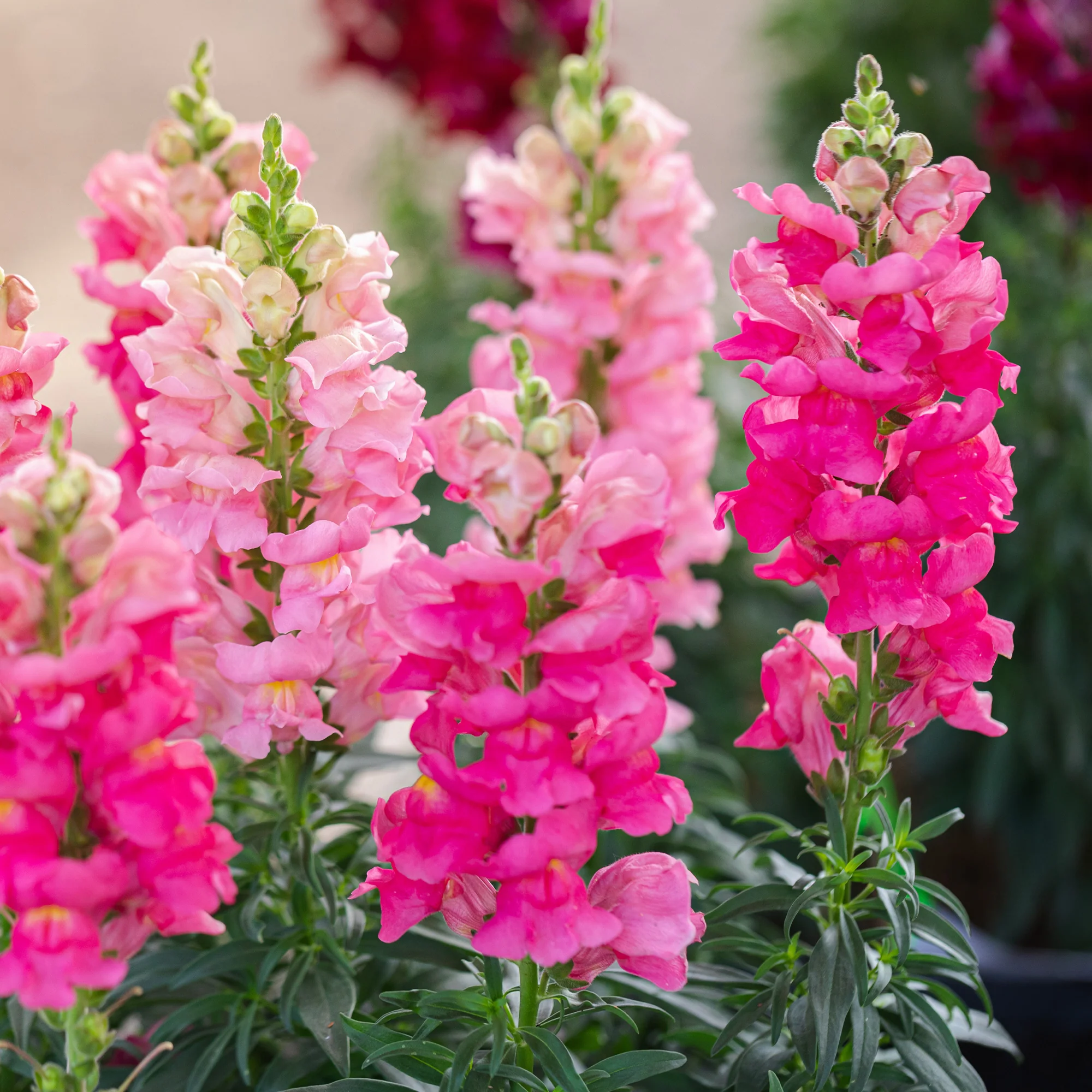 Roze Leeuwenbek - Image 2