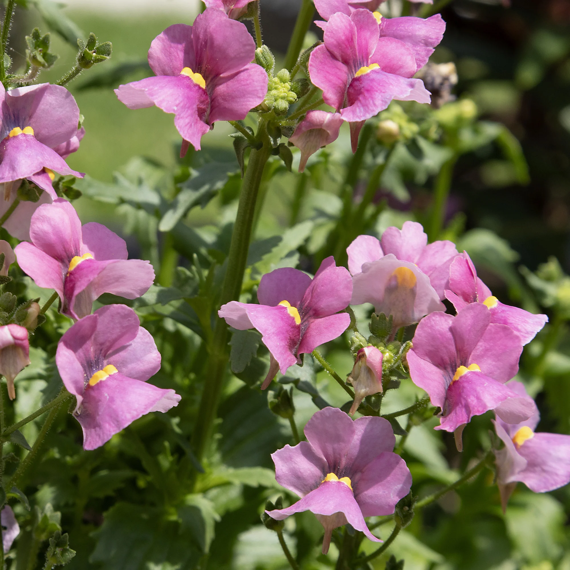 Roze Nemesia - Image 2
