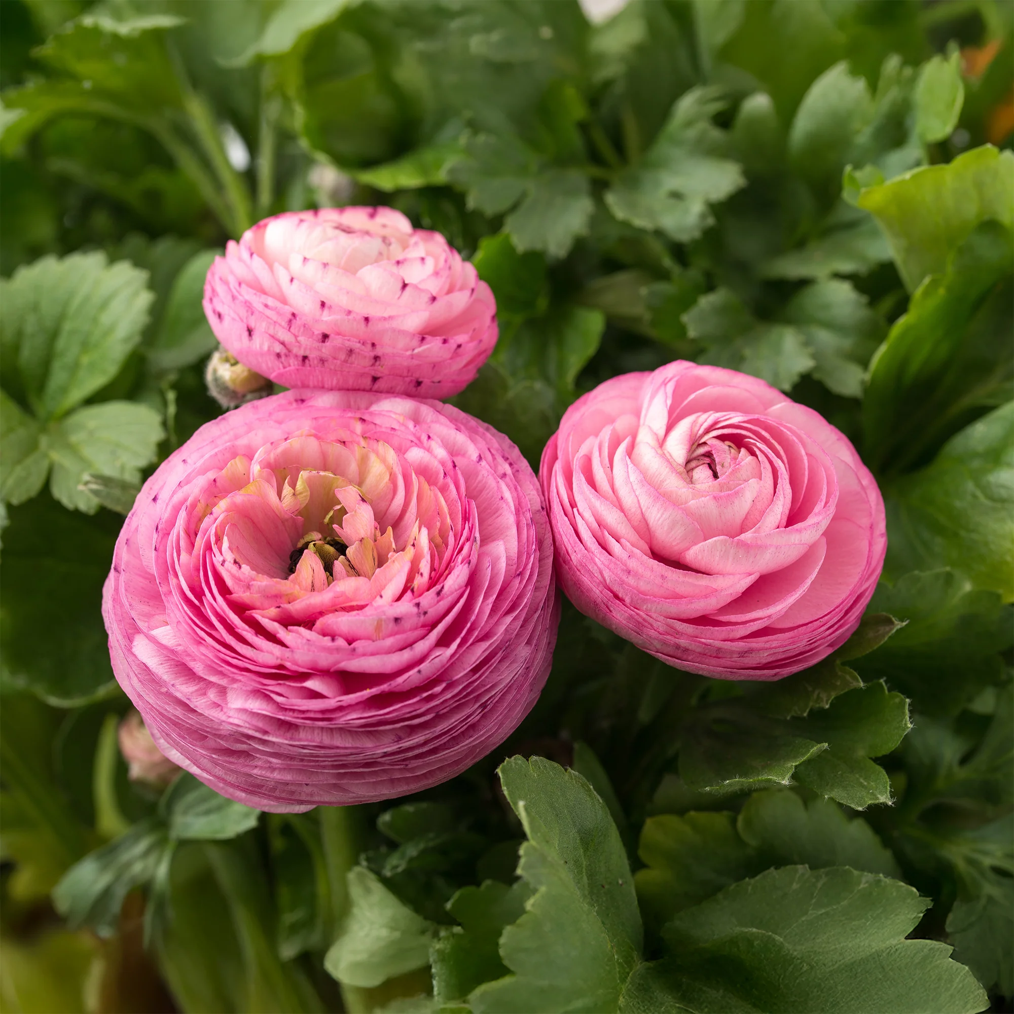 Roze ranonkel (10x)