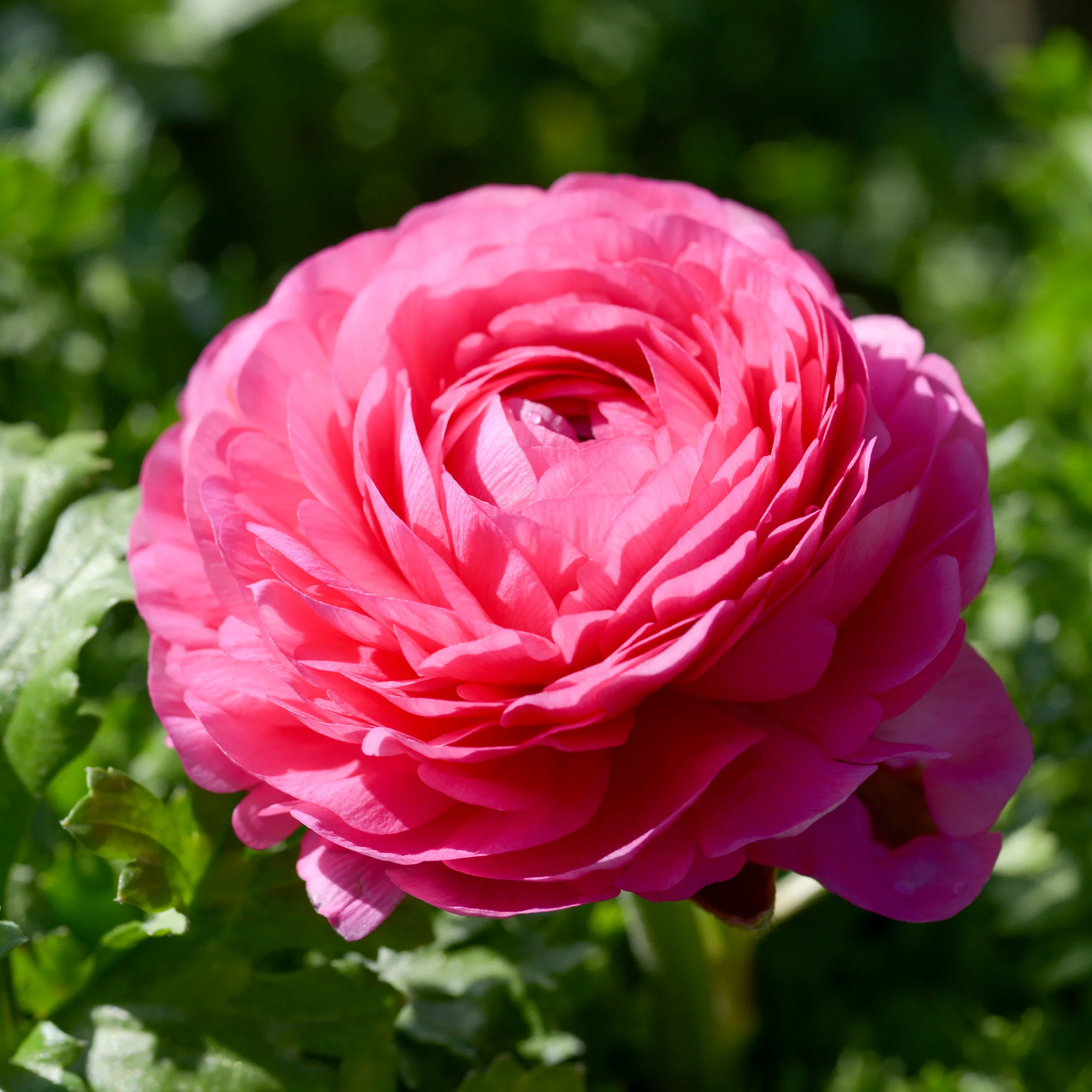 Roze ranonkel (10x) - Image 2