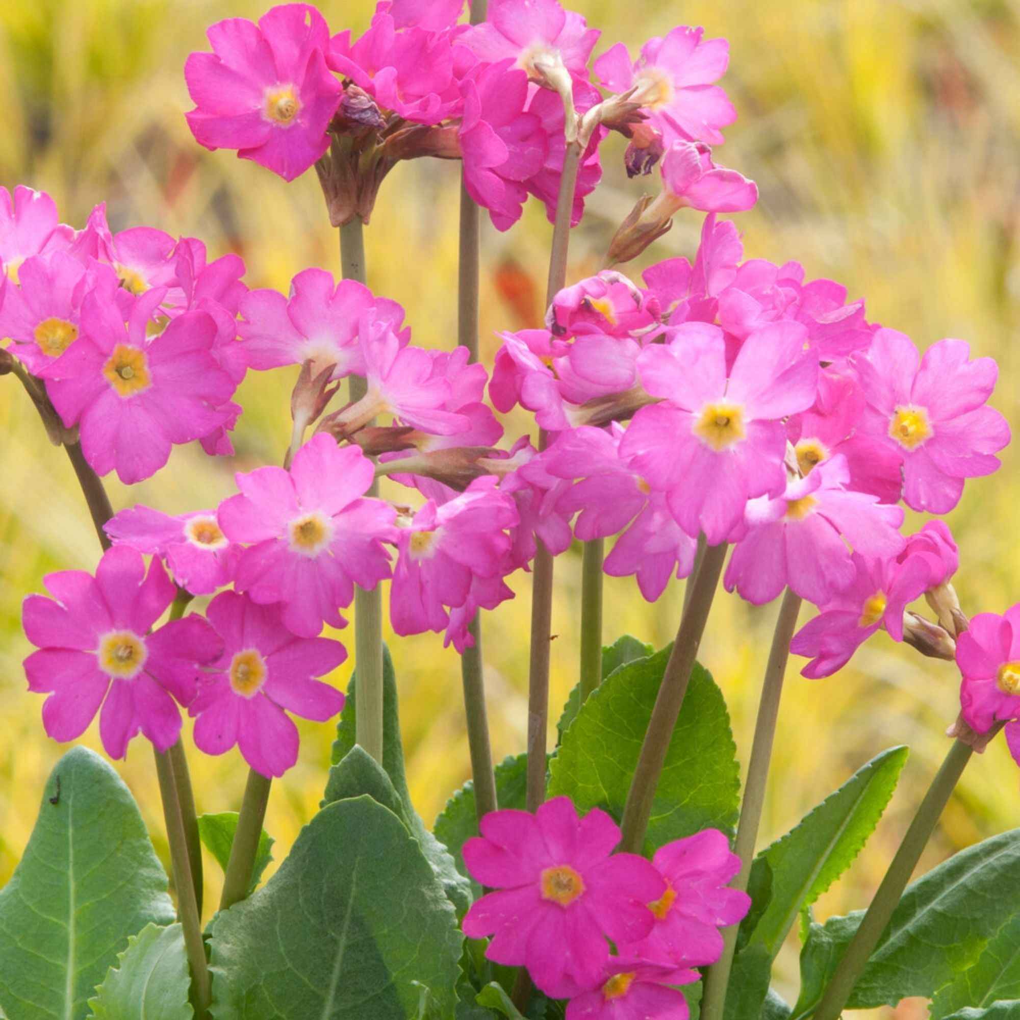 Roze sleutelbloem