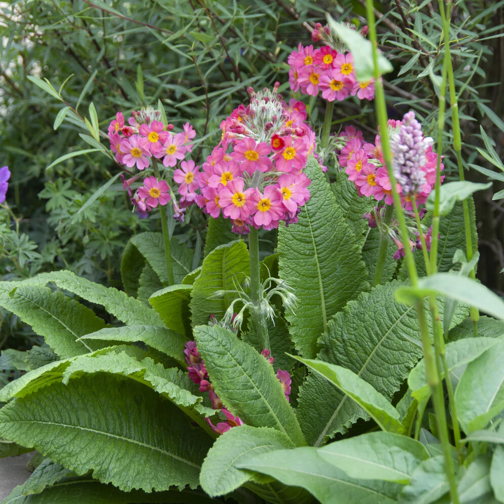 Roze sleutelbloem - Image 2