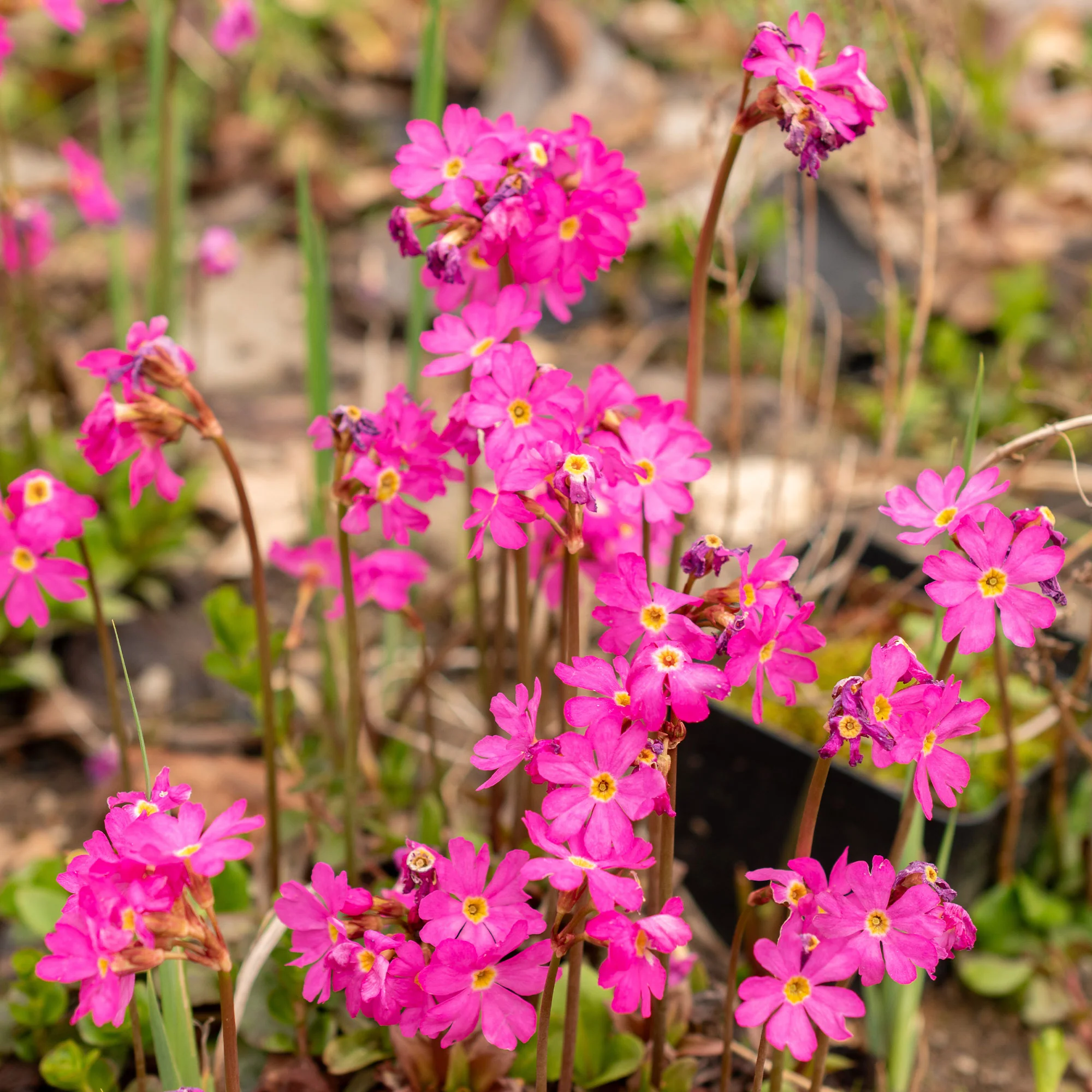Roze sleutelbloem - Image 3