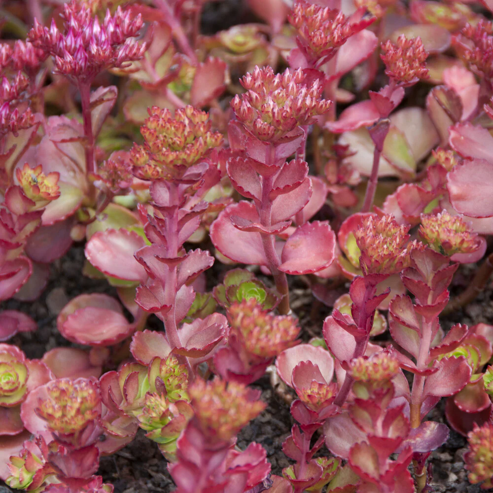 Roze vetkruid 'Fuldaglut' - Image 2