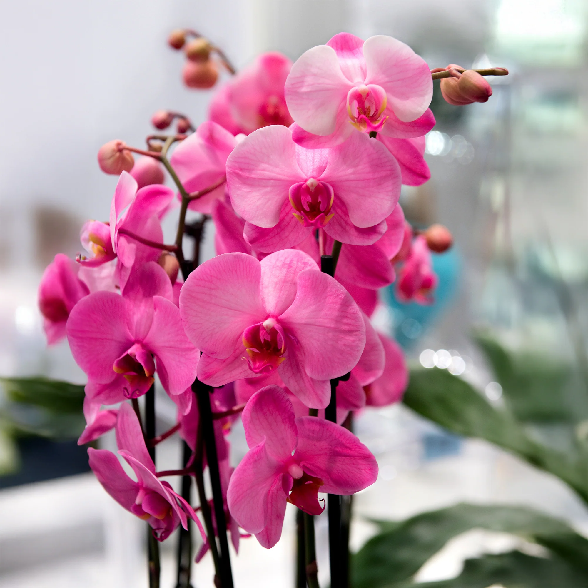 Roze vlinderorchidee