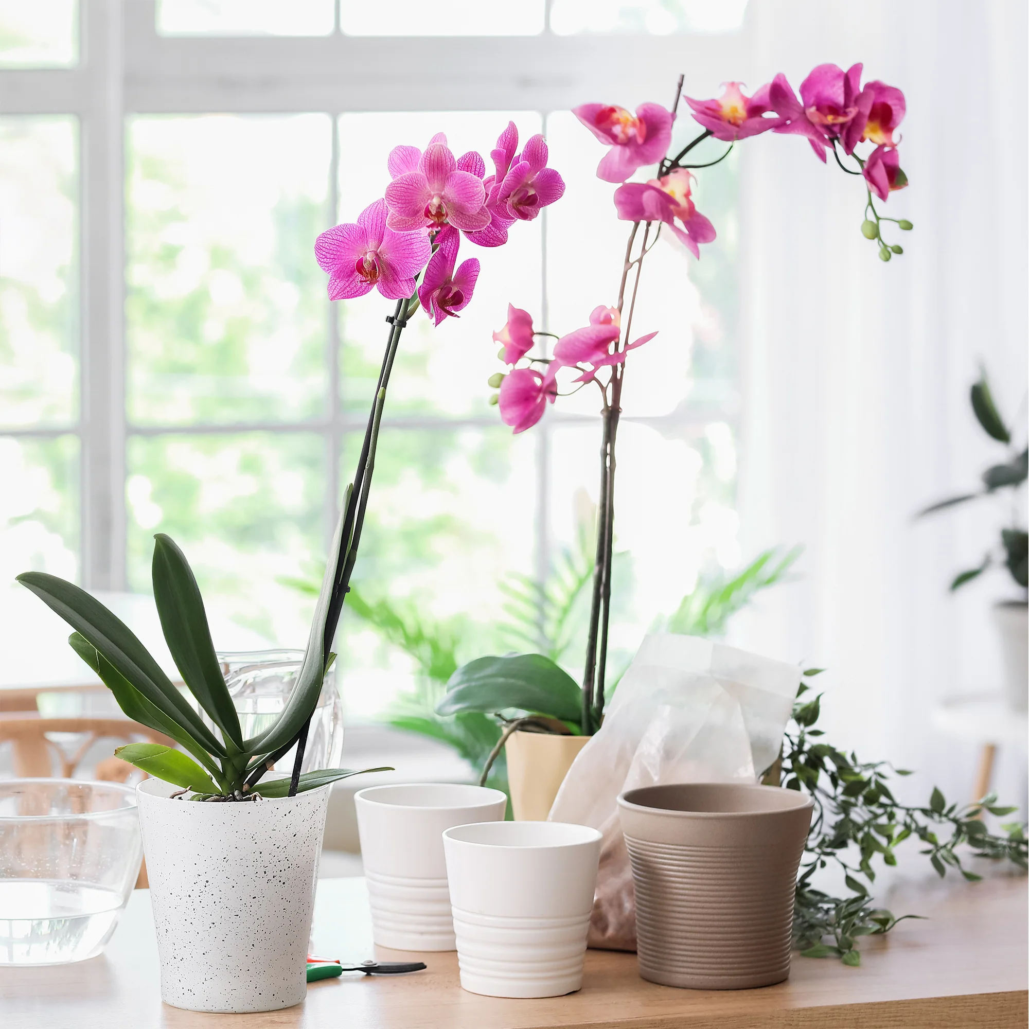 Roze vlinderorchidee - Image 2