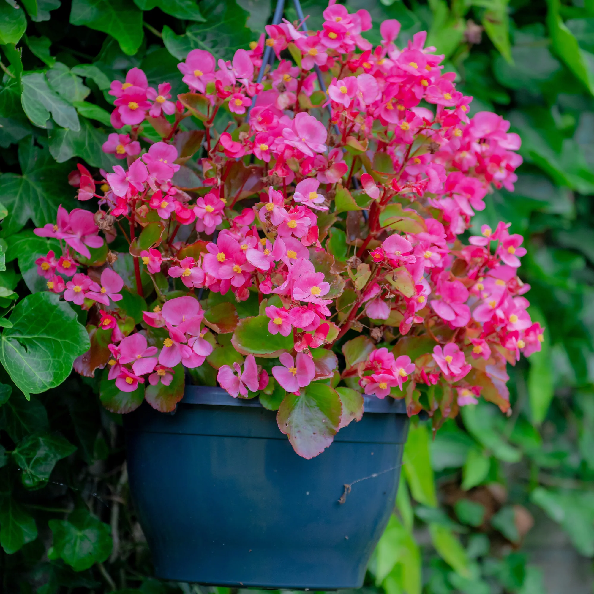 Roze waterbegonia - Image 3