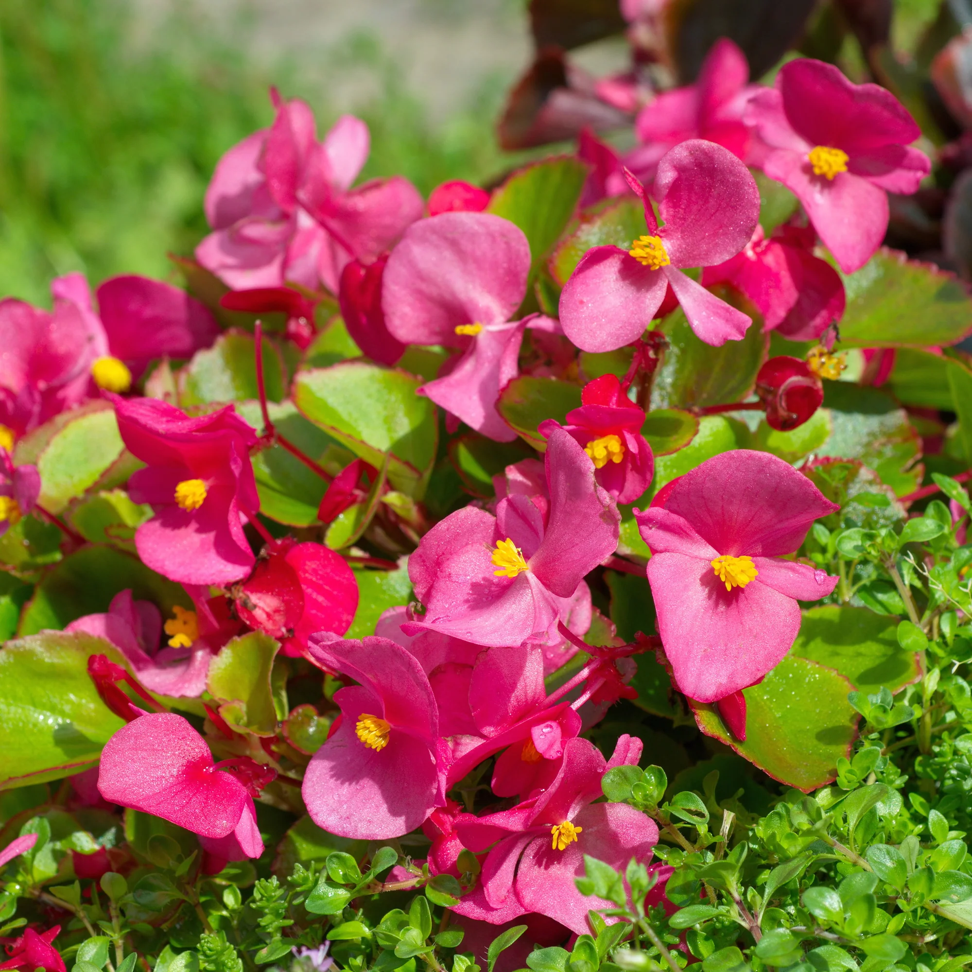 Roze waterbegonia - Image 4