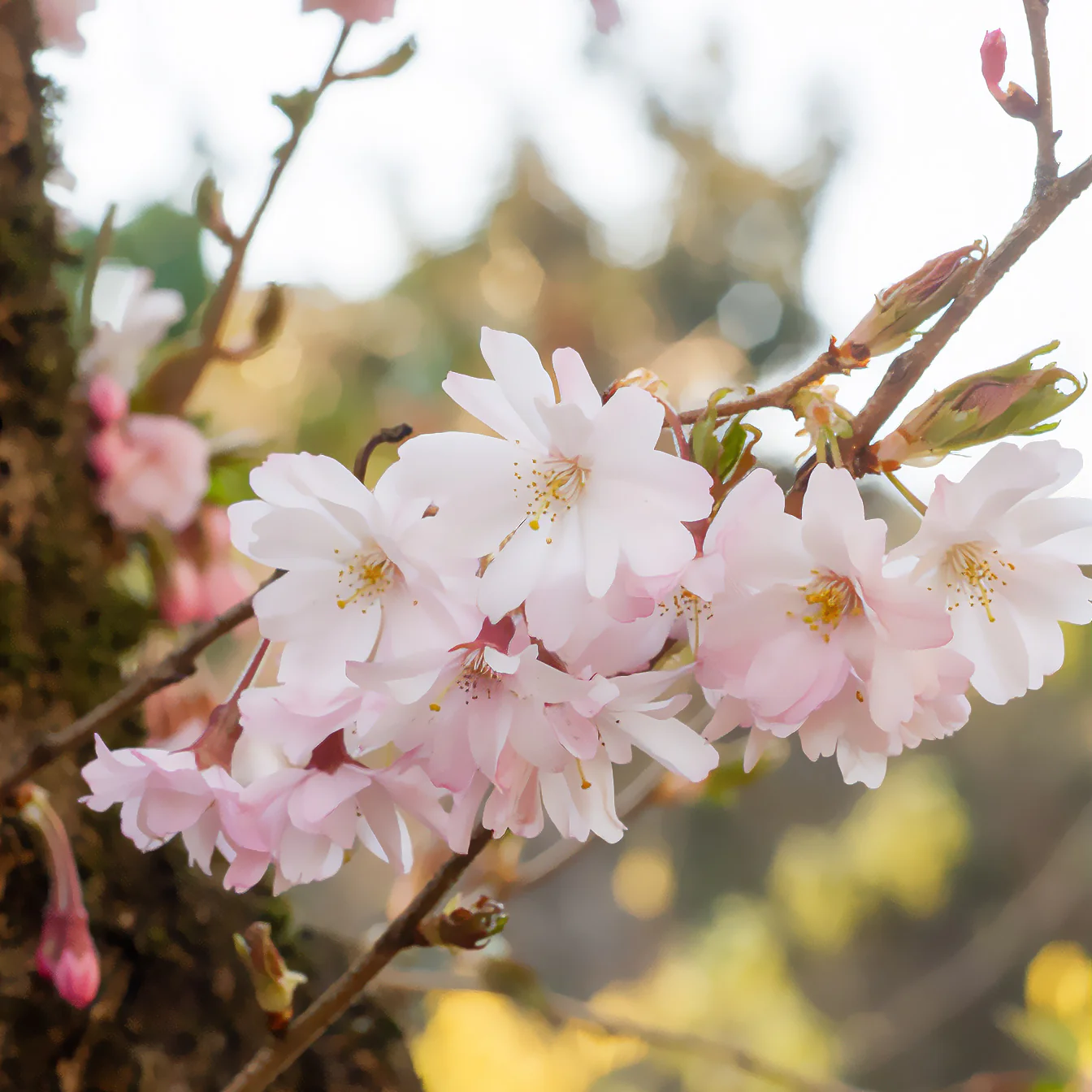 Roze winterkers - Image 2