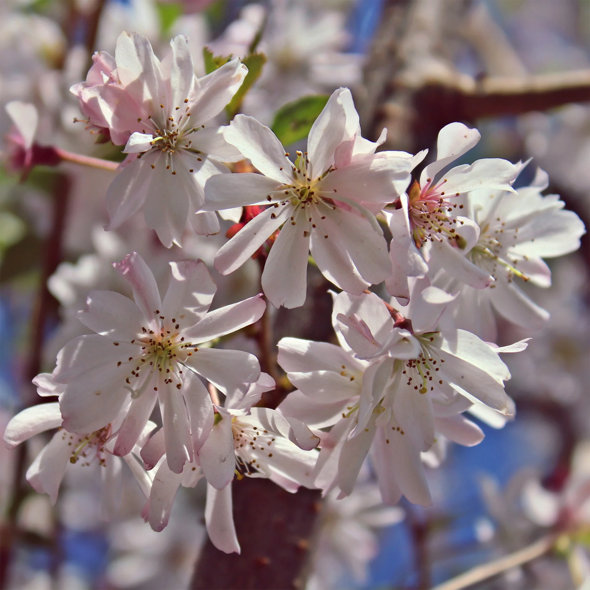 Roze winterkers - Image 3