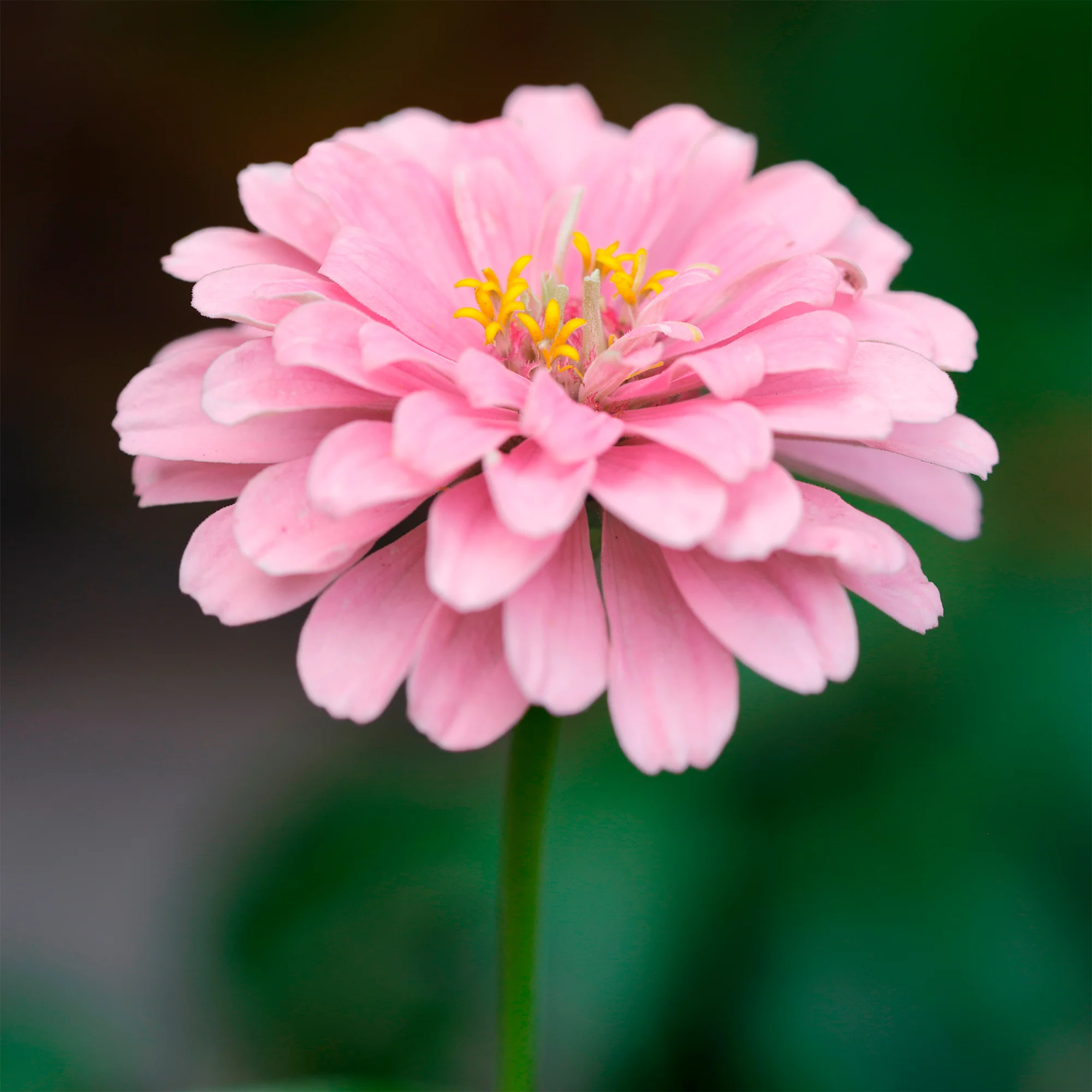Nieuwe tuinplanten