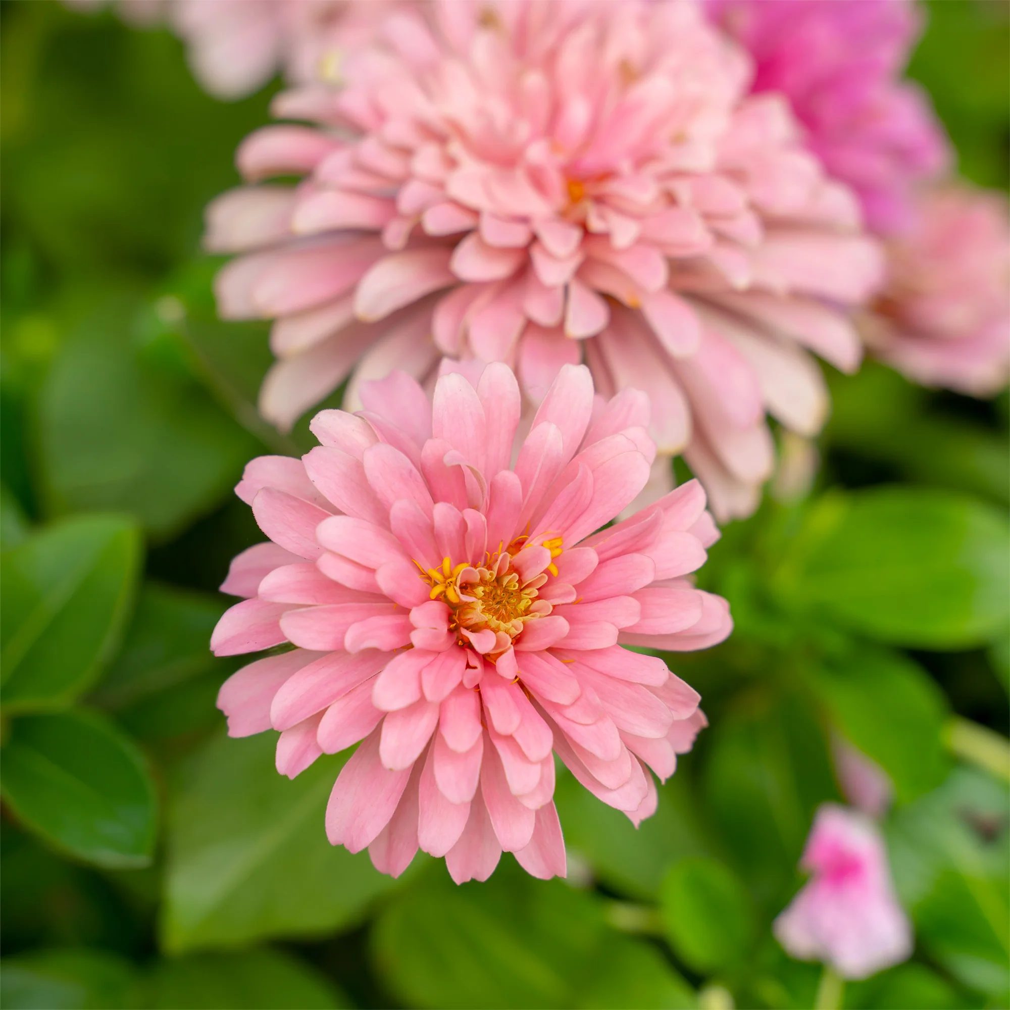 Roze Zinnia - Image 2