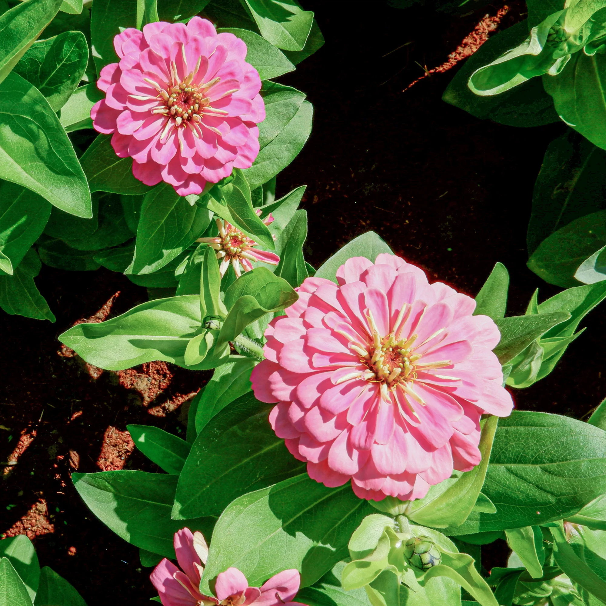 Roze Zinnia - Image 3