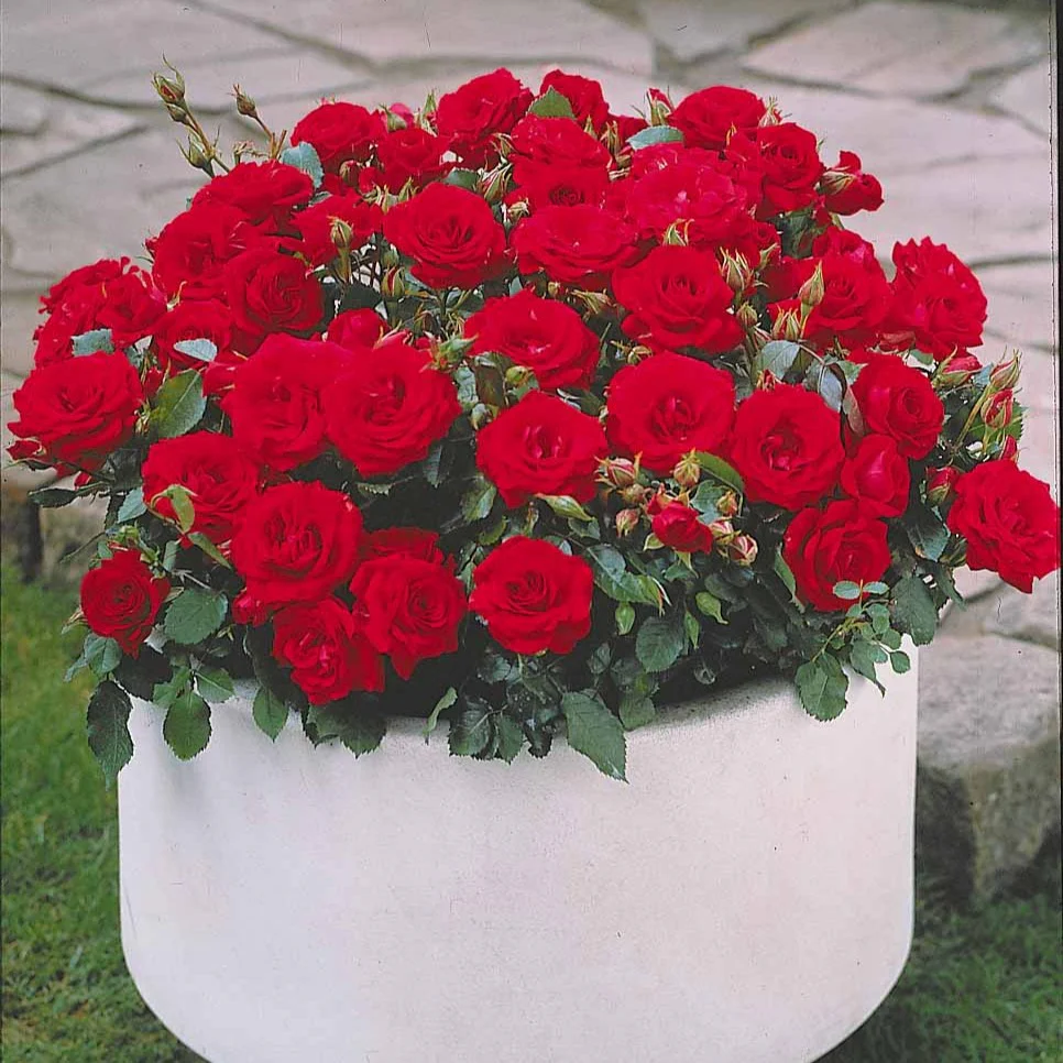 Rozenmix 'Compact' - rood + geel + roze (x3) - Image 2