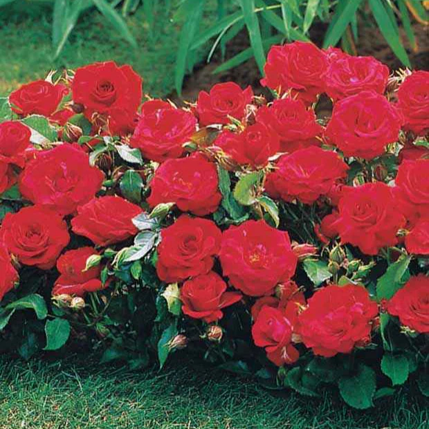 Rozenmix 'Compact' - rood + geel + roze (x3) - Image 3