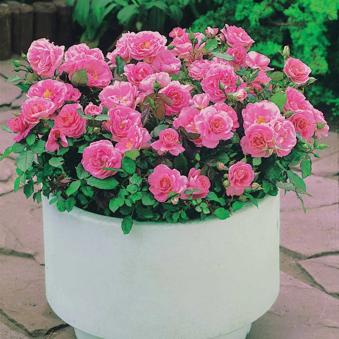 Rozenmix 'Compact' - rood + geel + roze (x3) - Image 4