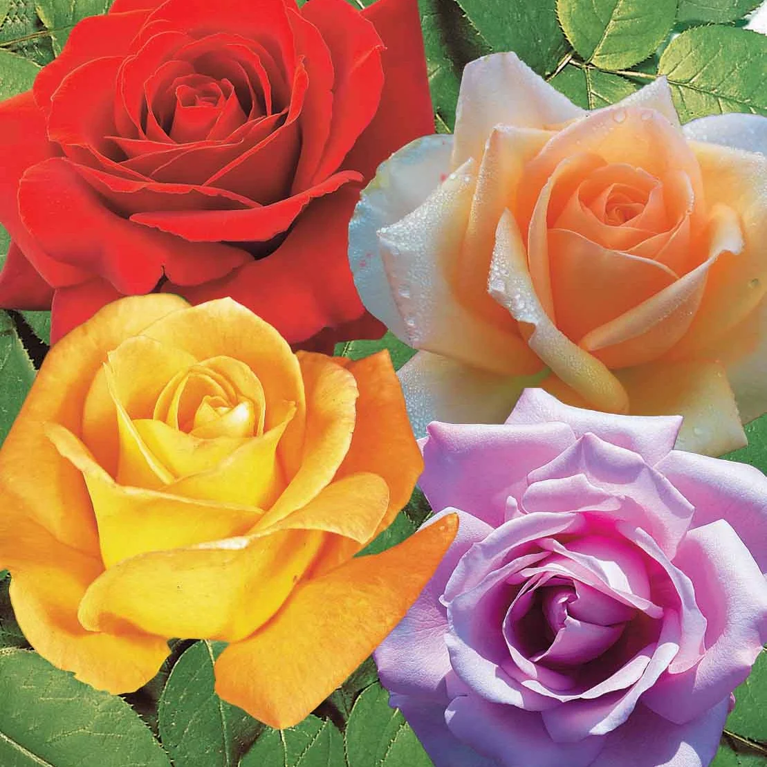 Rozenmix 'Malaga' + 'Blue Moon' + 'Magic Parfum' (x4)