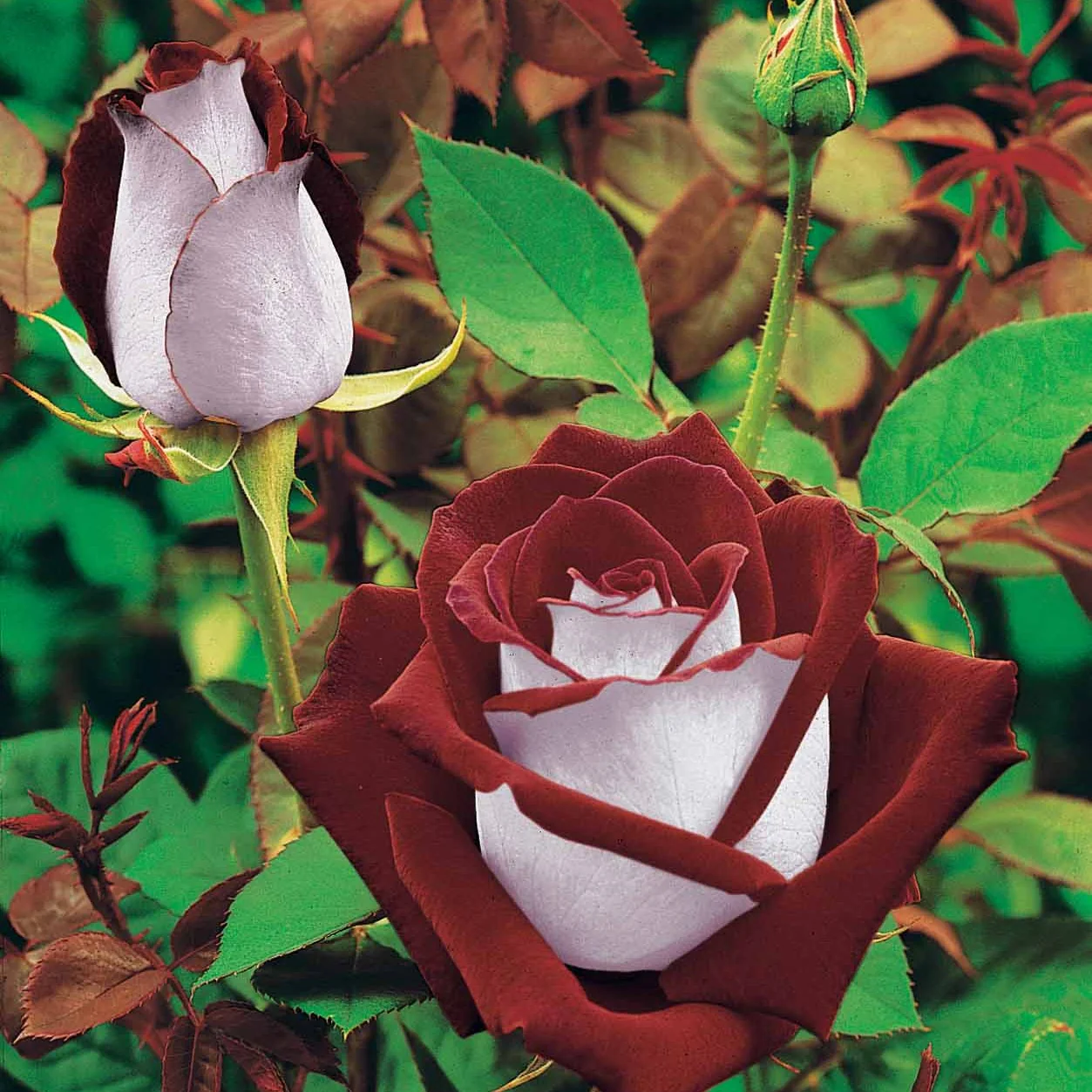 Rozenmix 'Osiria' + 'Famosa' + 'Double Delight' (x3) - Image 2