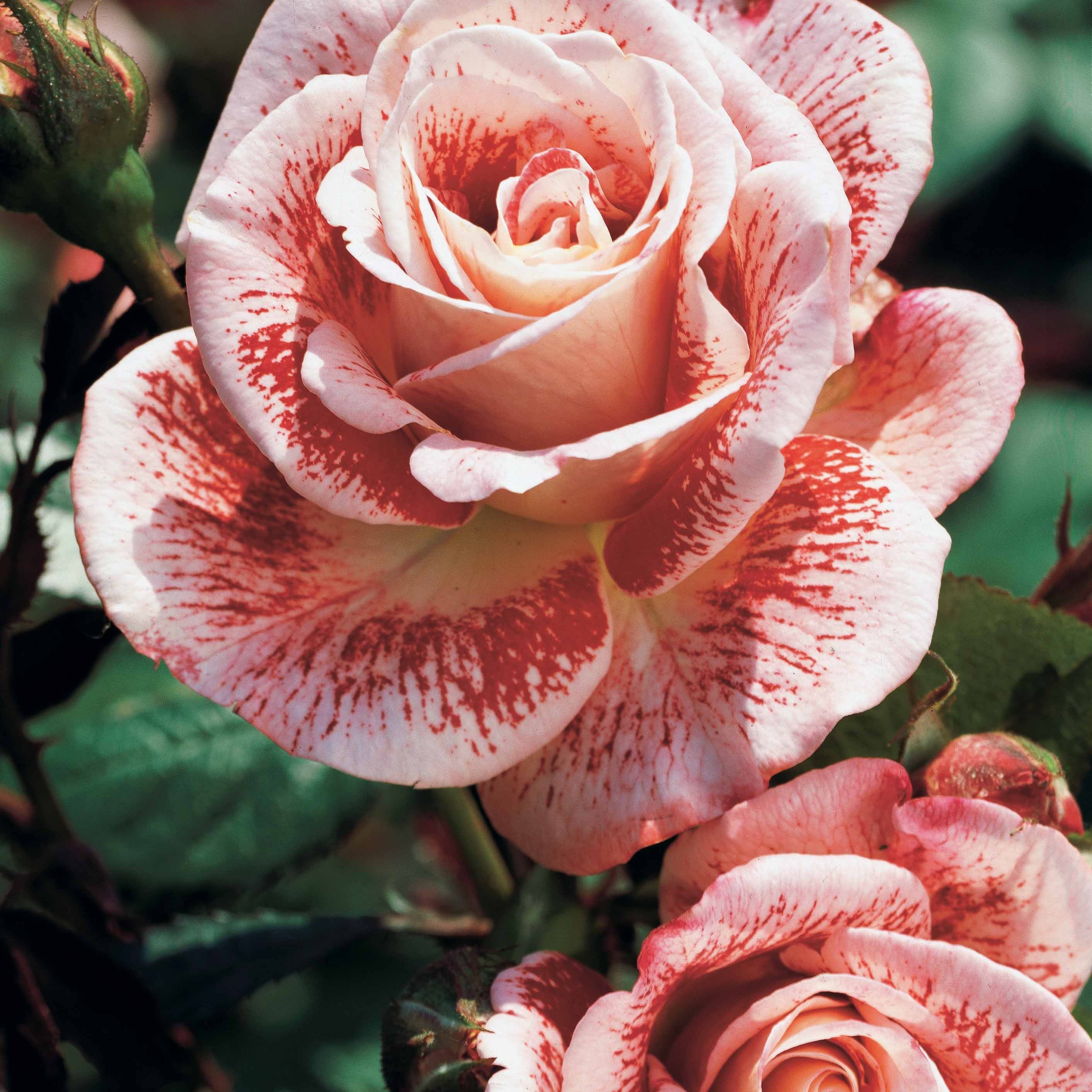 Rozenmix 'Osiria' + 'Famosa' + 'Double Delight' (x3) - Image 3