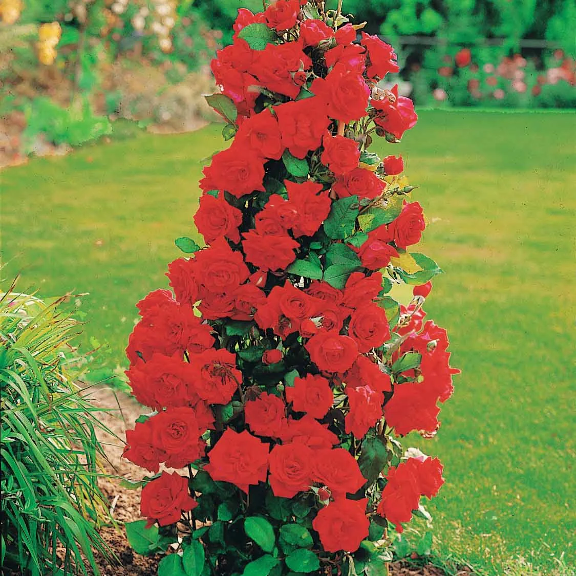Miniatuur 2