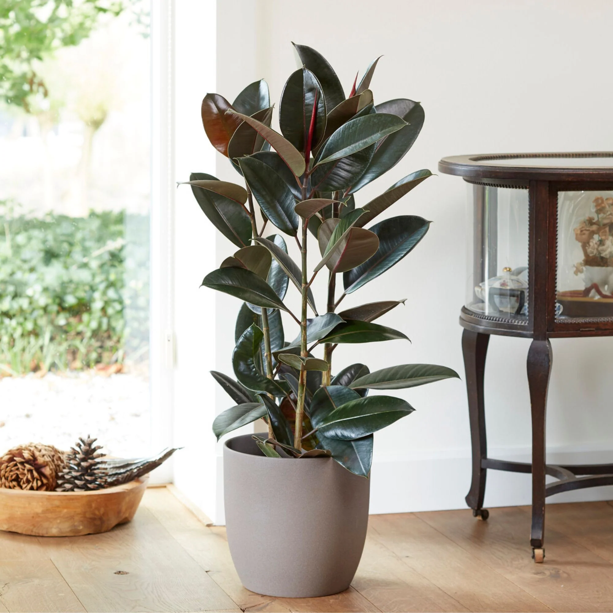 Rubberplant Robusta