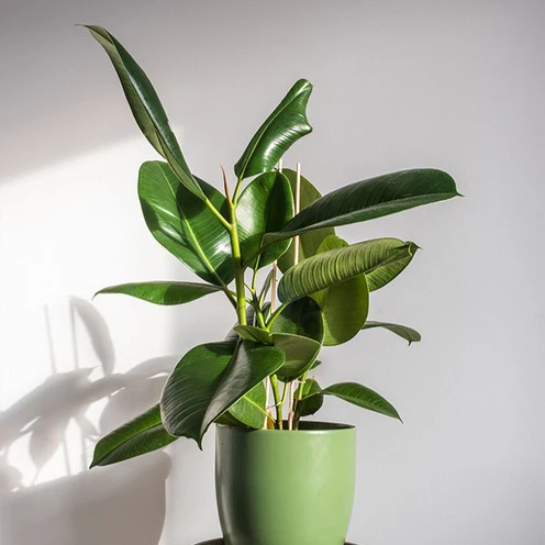 Rubberplant Robusta - Image 3