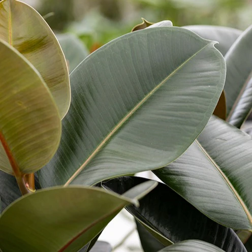 Rubberplant Robusta - Image 4