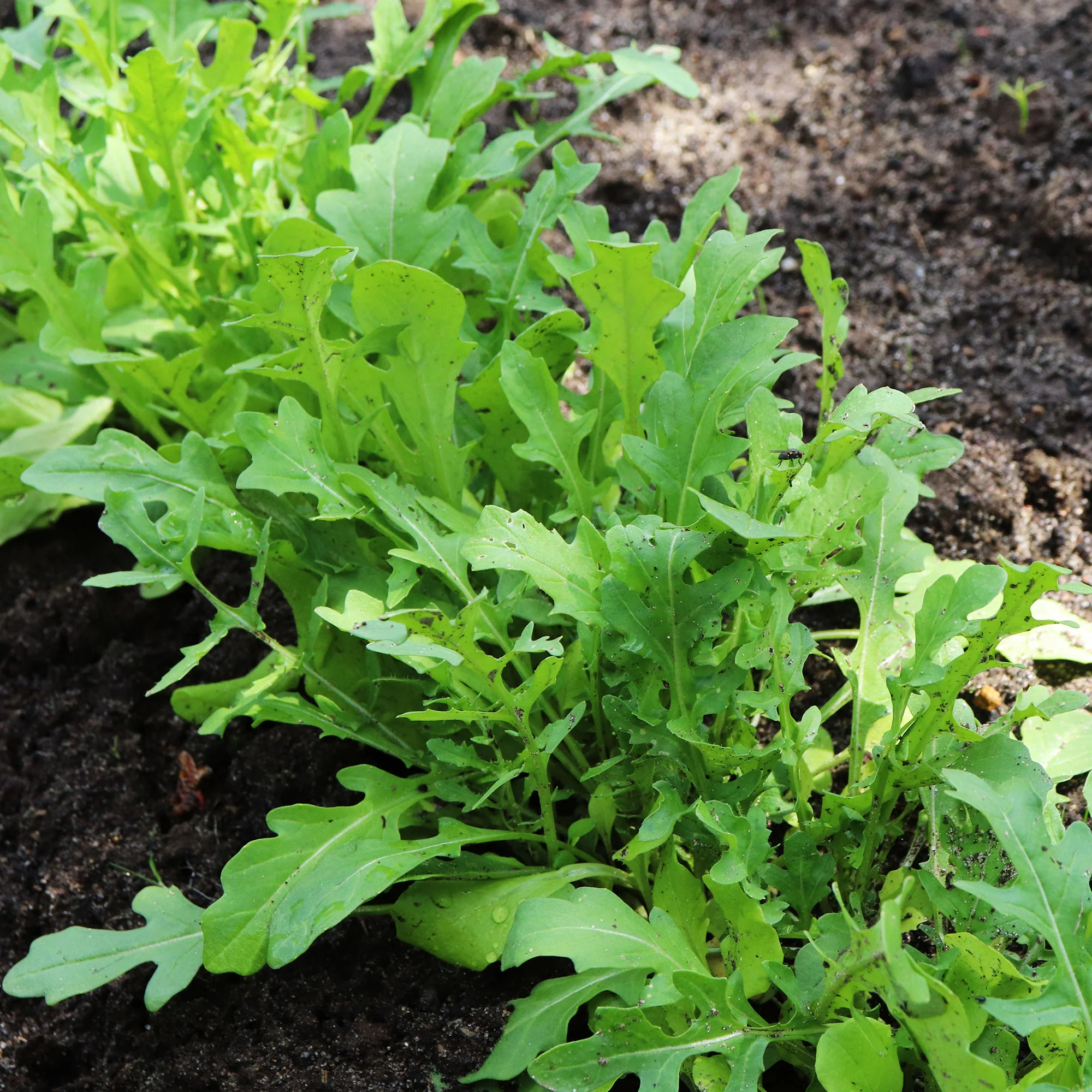 Rucola - Image 2