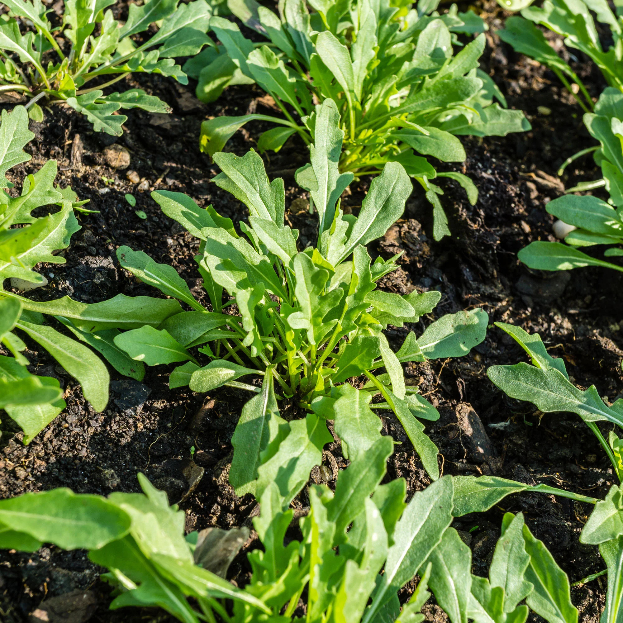 Rucola - BIO